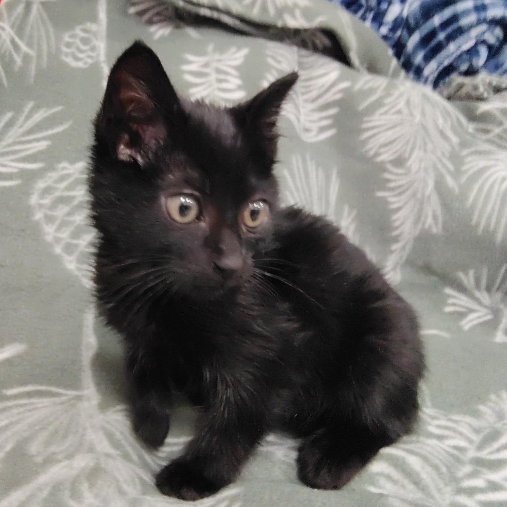 Enlarge Asher, a Adoptable Domestic Long Hair in Coos Bay, OR image 2/3
