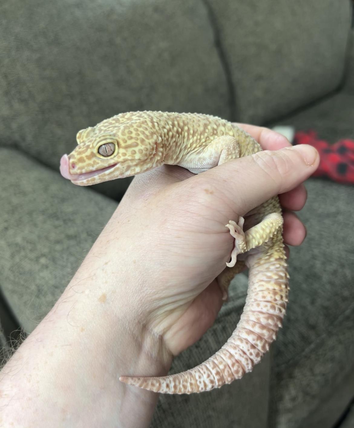 Cosmo, a Adopted Gecko in Woodlynne, NJ image 1/5