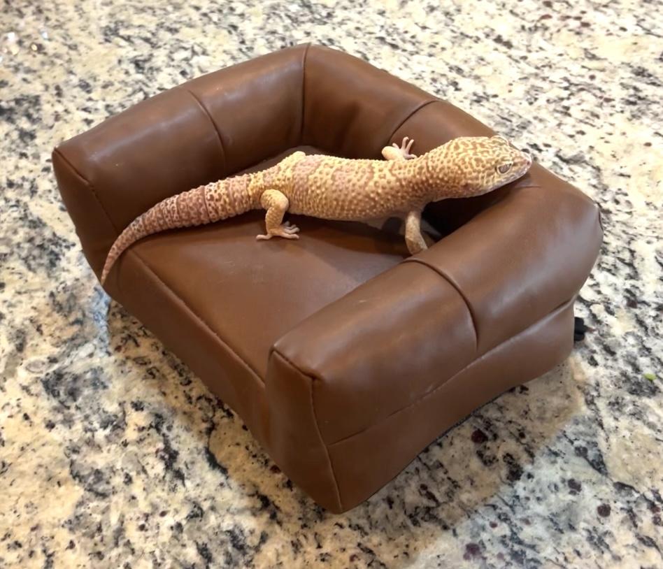 Cosmo, a Adopted Gecko in Woodlynne, NJ image 2/5