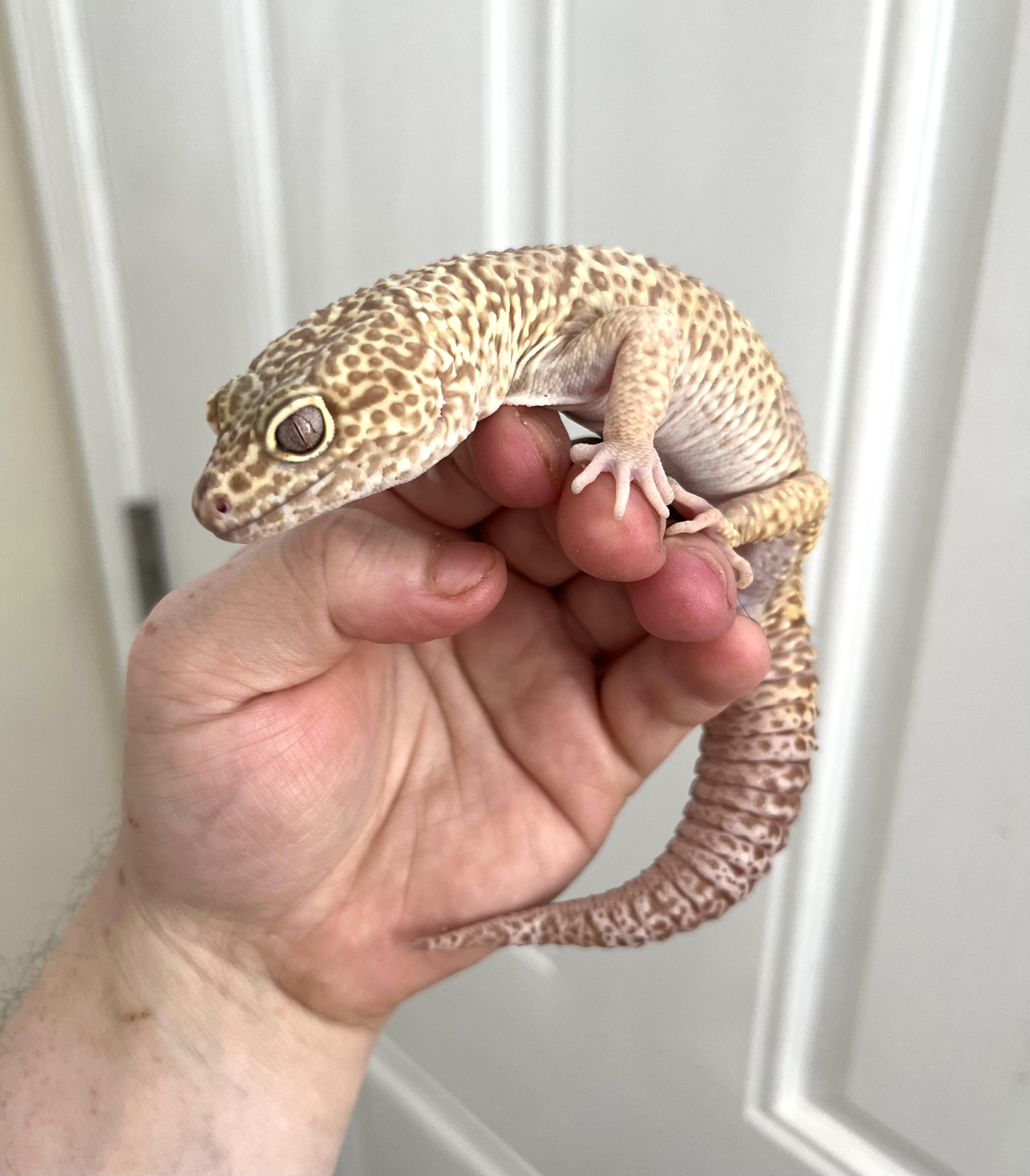 Cosmo, a Adopted Gecko in Woodlynne, NJ image 3/5
