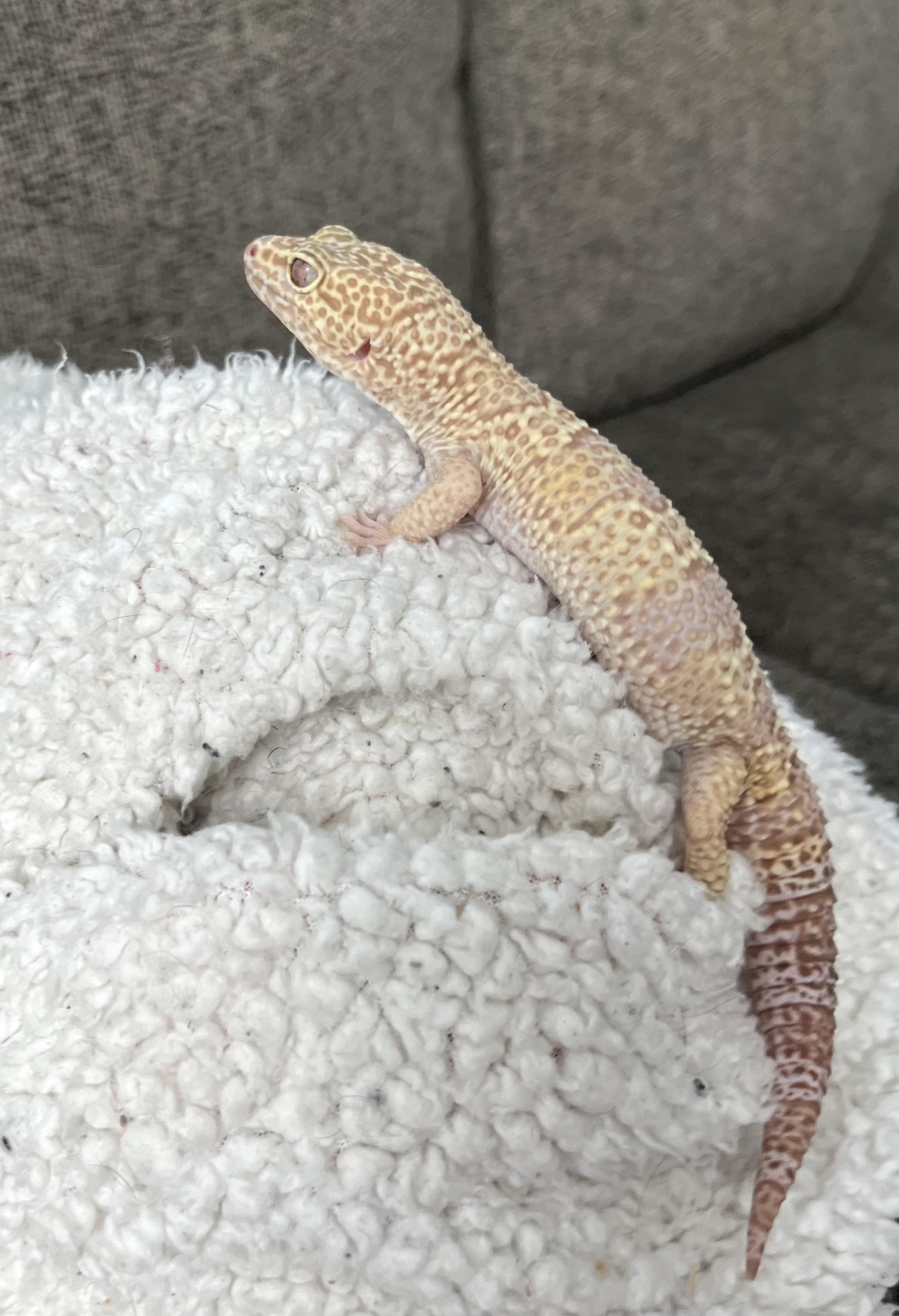 Cosmo, a Adopted Gecko in Woodlynne, NJ image 5/5