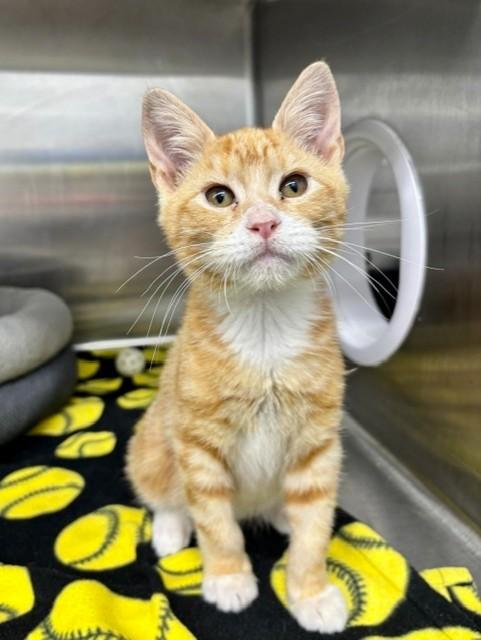 Enlarge SUNNY, a Adoptable Domestic Medium Hair in Fremont, CA image 1/1