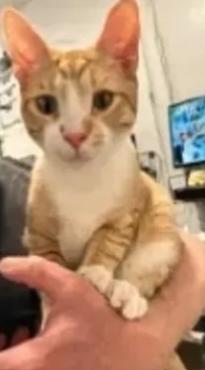 Mike, ADOPTABLE, Young Male Domestic Short Hair.