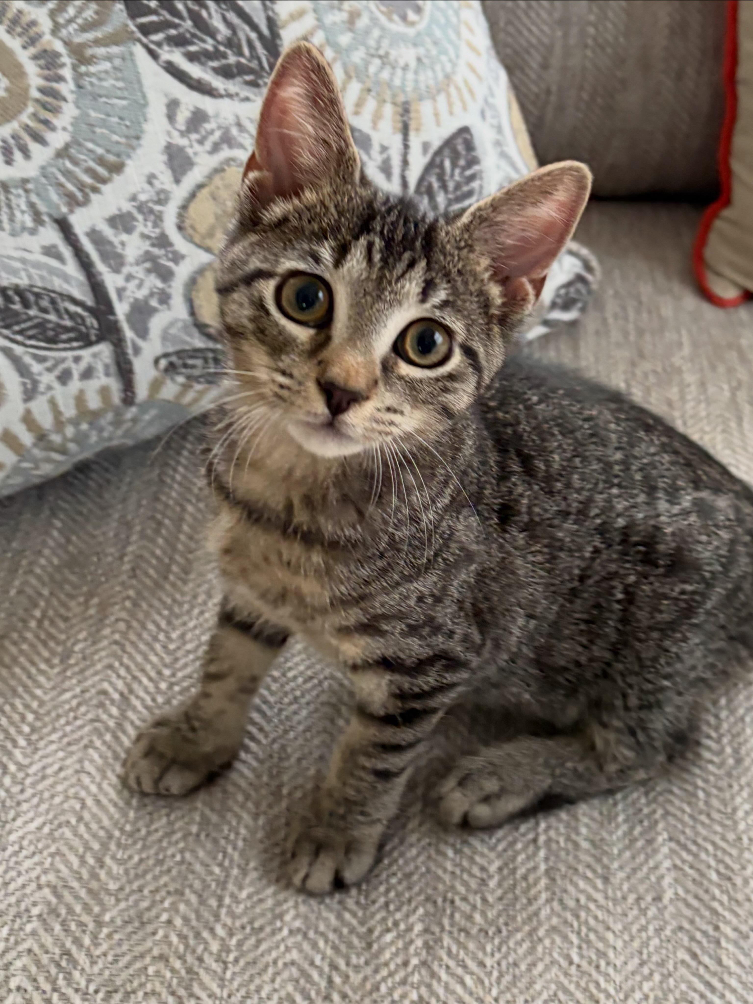 Kodiak, Adoptable, Kitten Male Tabby & Domestic Short Hair.