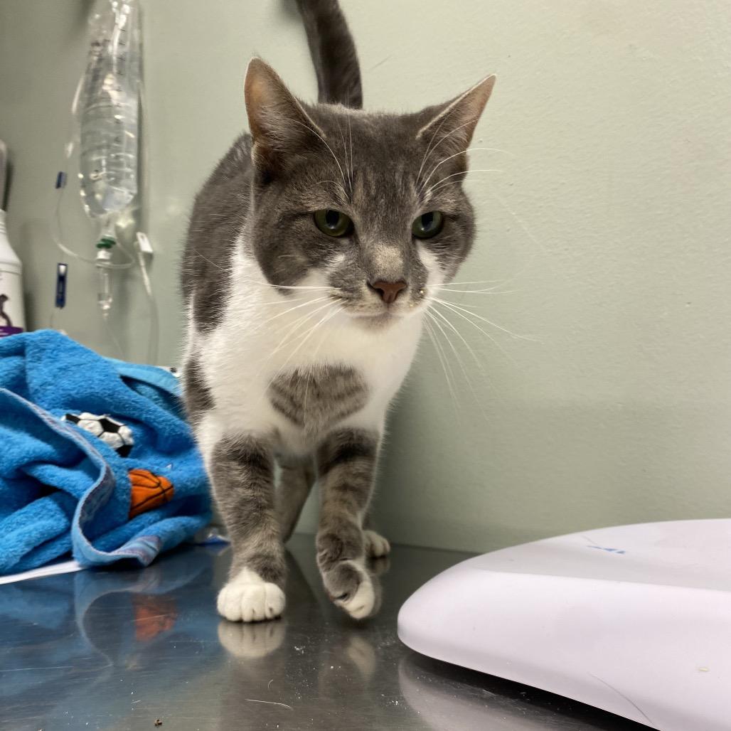 Enlarge Sosa, a Adoptable Domestic Short Hair in Waldorf, MD image 1/5