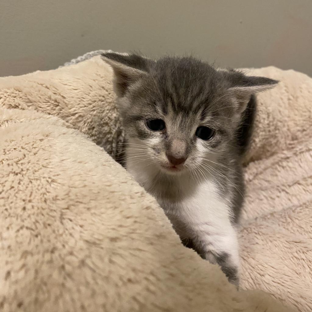 Enlarge Sosa, a Adoptable Domestic Short Hair in Waldorf, MD image 2/5