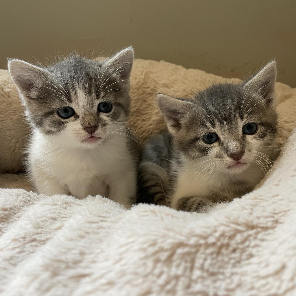 Enlarge Sosa, a Adoptable Domestic Short Hair in Waldorf, MD image 3/5