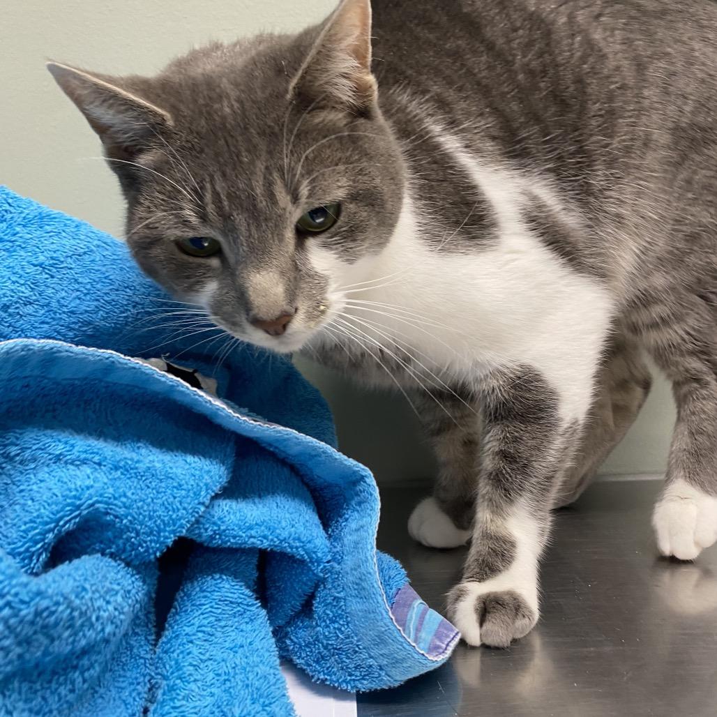 Enlarge Sosa, a Adoptable Domestic Short Hair in Waldorf, MD image 4/5