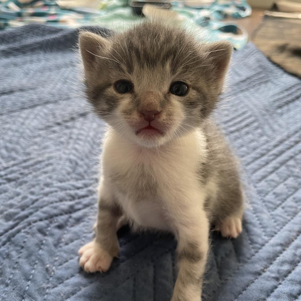 Enlarge Sosa, a Adoptable Domestic Short Hair in Waldorf, MD image 5/5