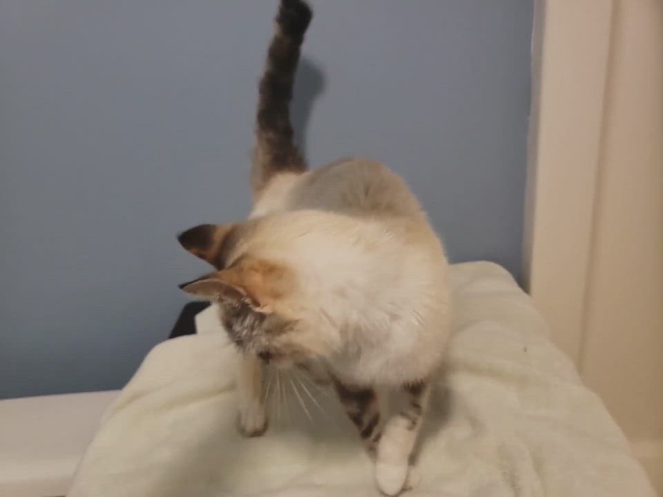 Enlarge Apirl, a Adopted mixed breed in Lexington, NC video 4/7