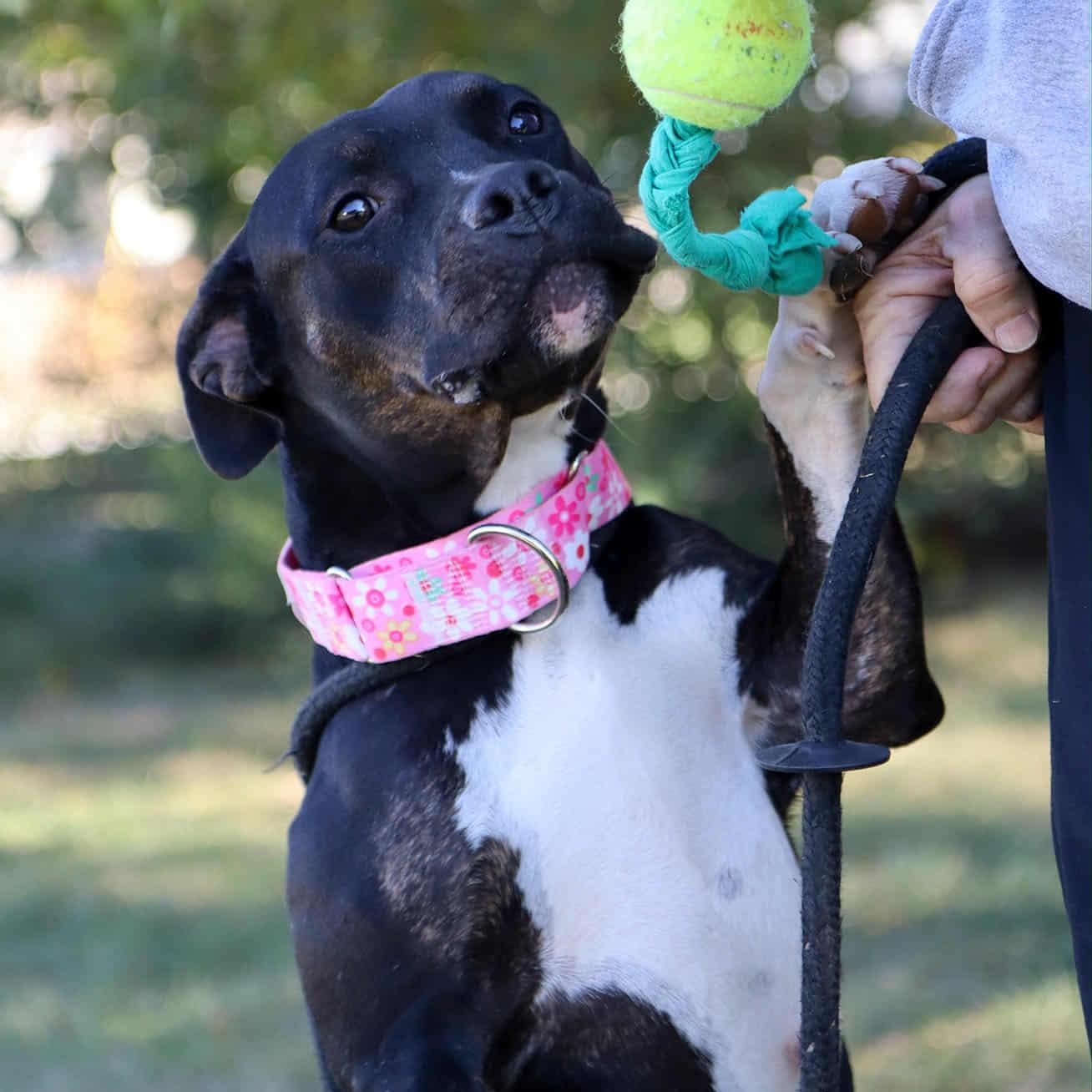 Enlarge Merlot , a Adoptable mixed breed in Kansas City, MO image 2/4