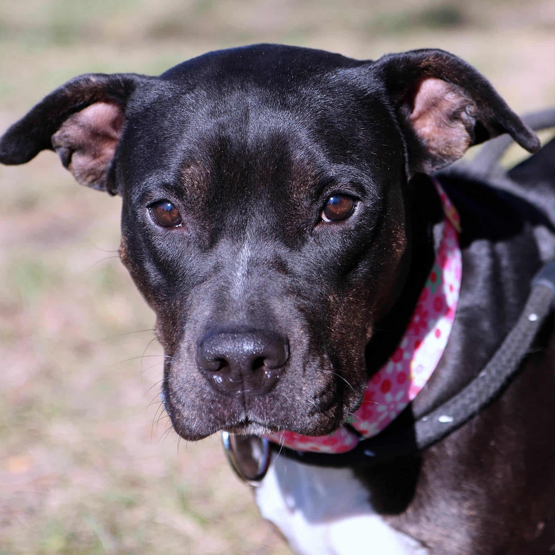 Enlarge Merlot , a Adoptable mixed breed in Kansas City, MO image 3/4