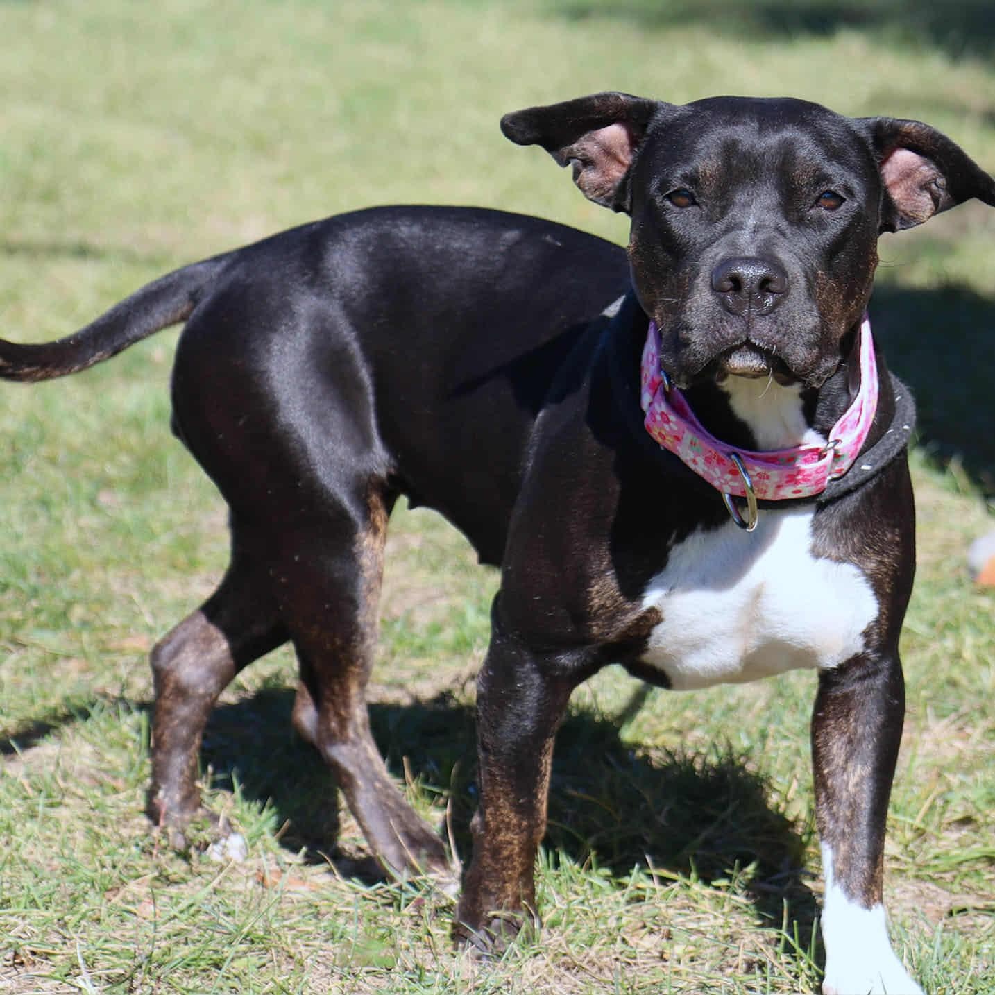 Enlarge Merlot , a Adoptable mixed breed in Kansas City, MO image 4/4