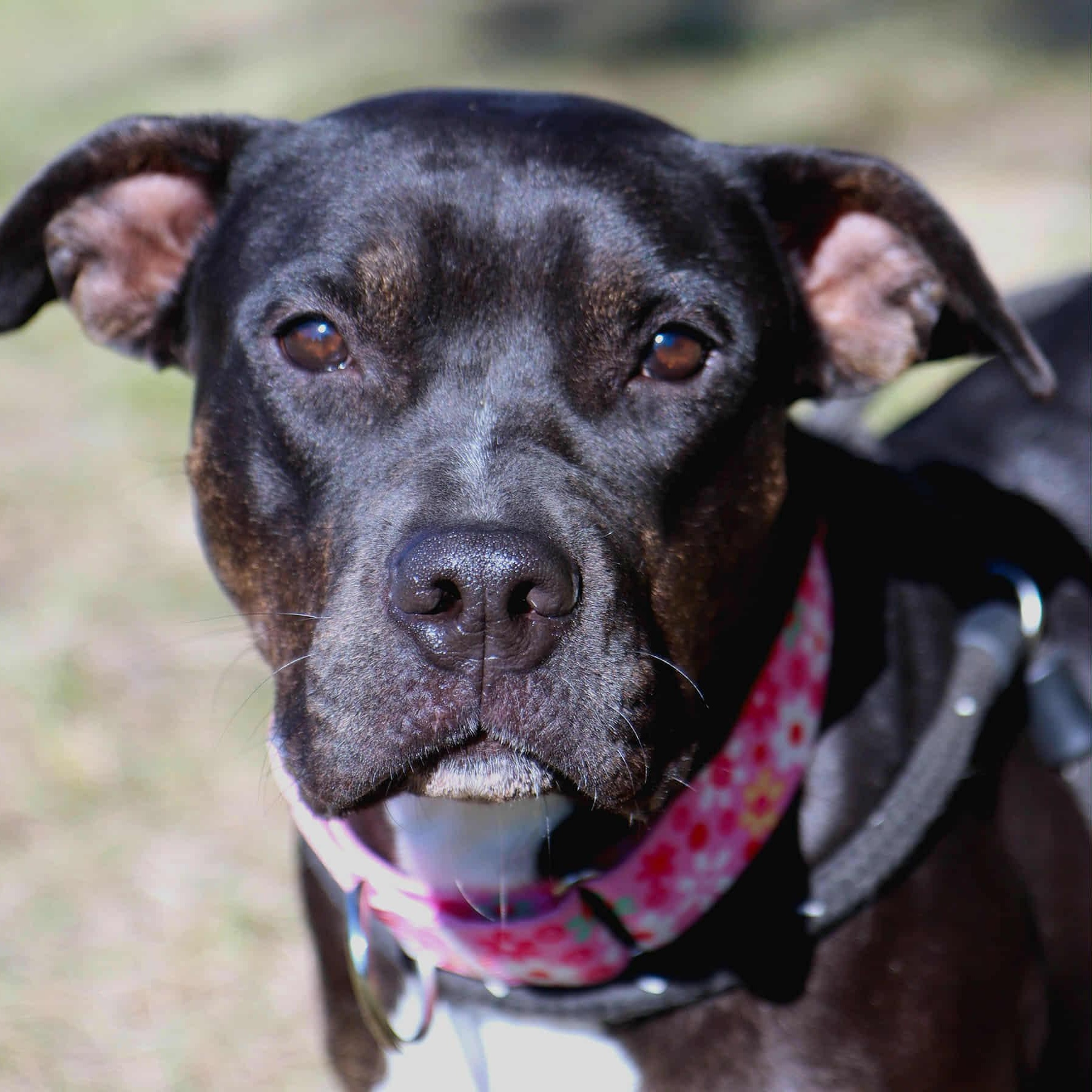 Enlarge Merlot , a Adoptable mixed breed in Kansas City, MO image 1/4