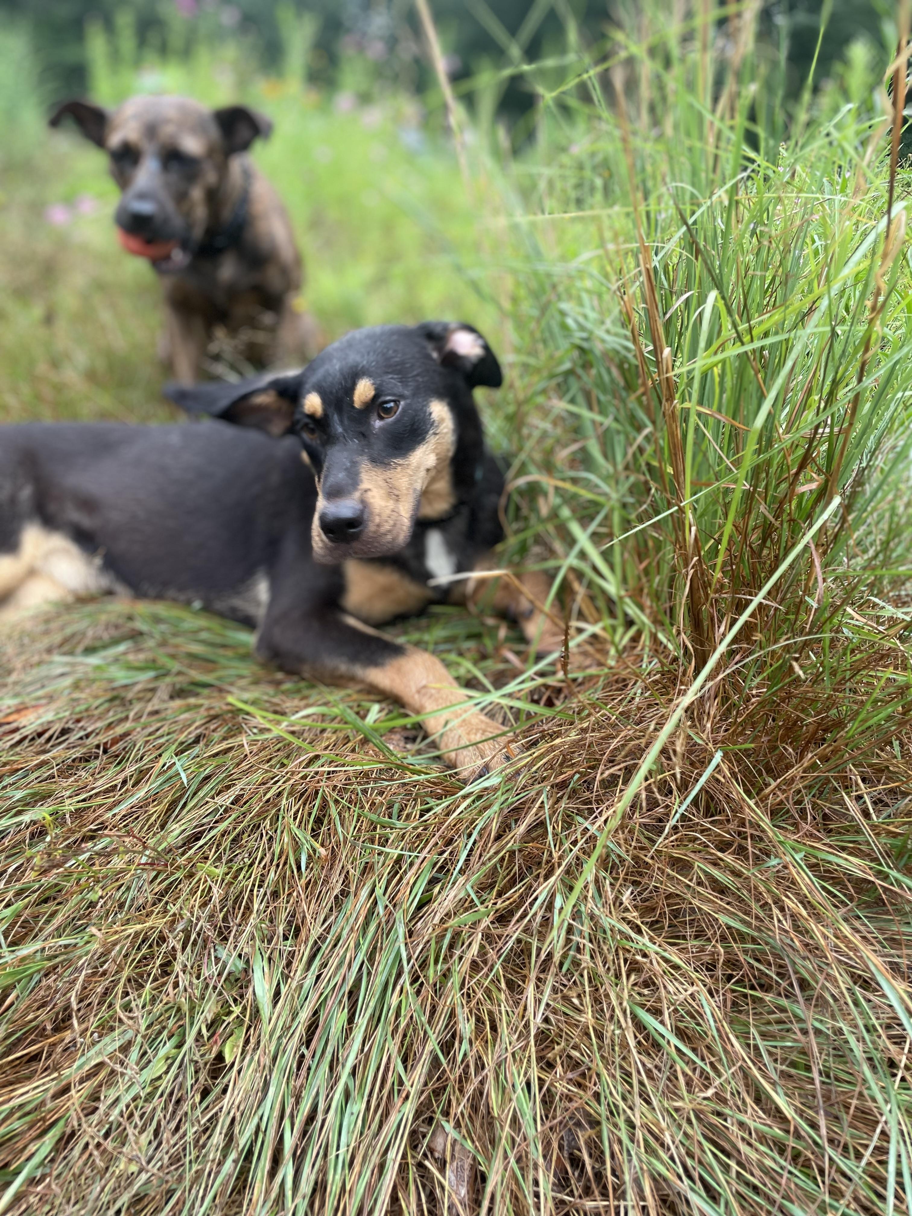Lola, a ADOPTABLE mixed breed in Cleveland, OH image 3/3