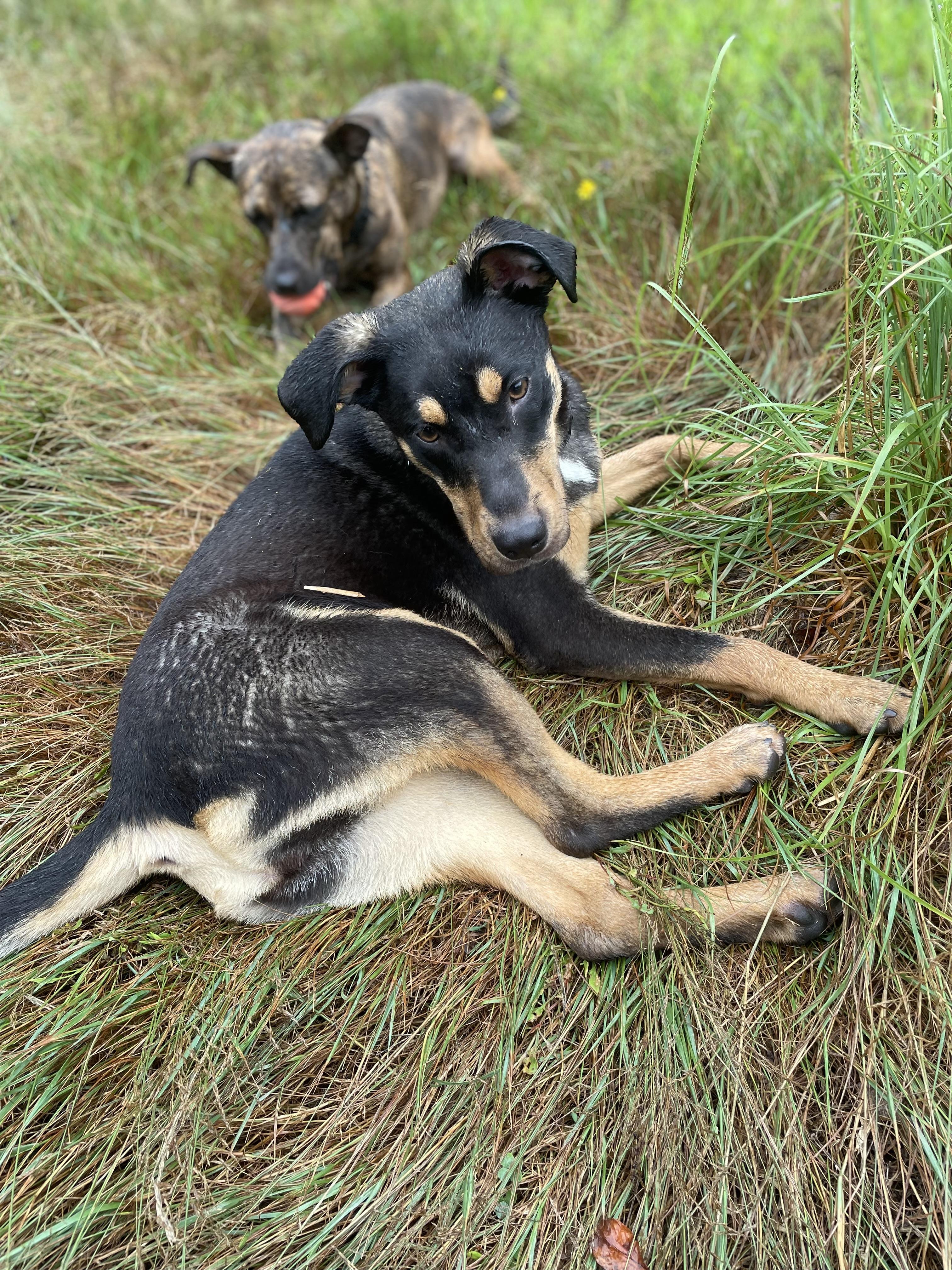 Lola, a ADOPTABLE mixed breed in Cleveland, OH image 2/3