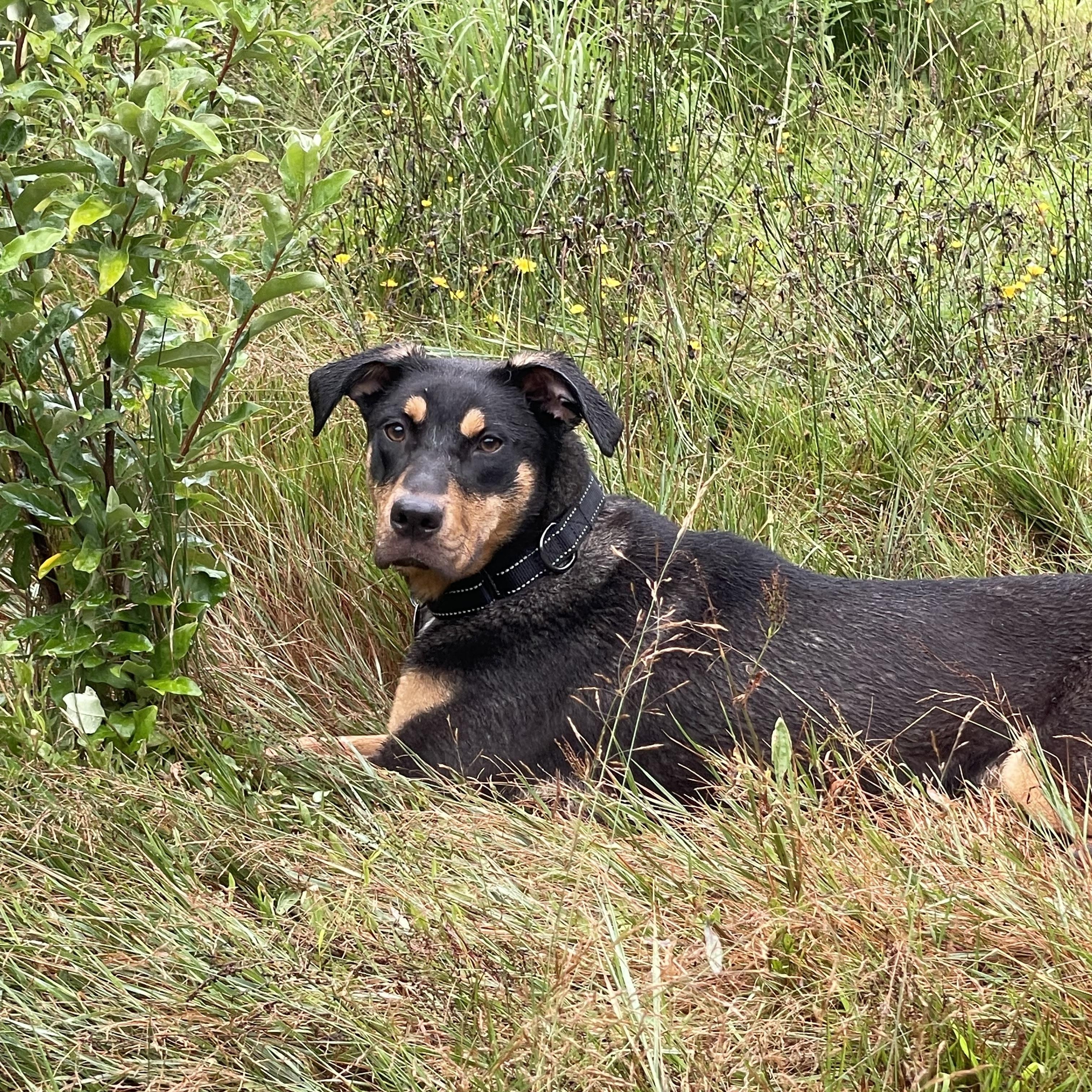 Lola, ADOPTABLE, Puppy Female Rottweiler.