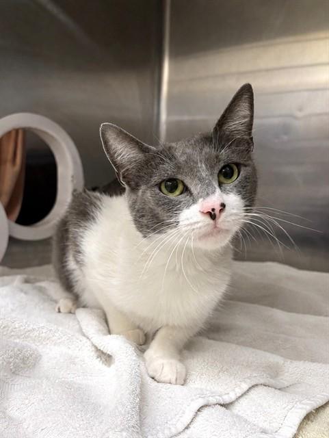 PURRSCILLA, Adoptable, Young Female Domestic Short Hair.