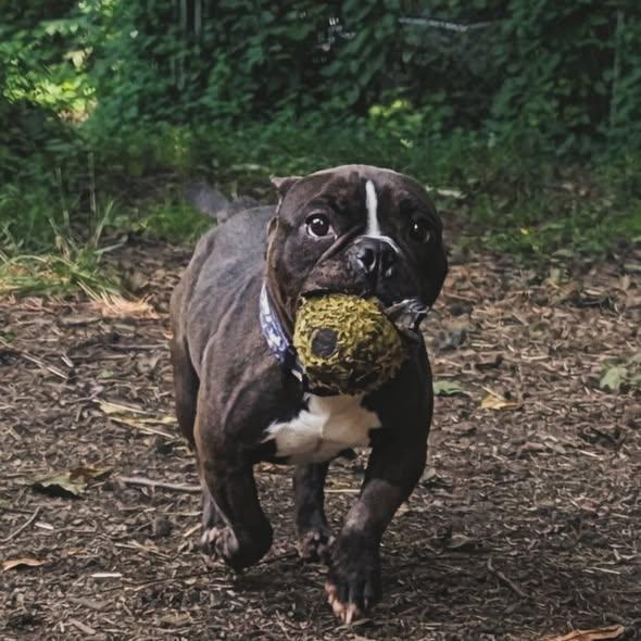Newt, ADOPTABLE, Adult Female American Bully.