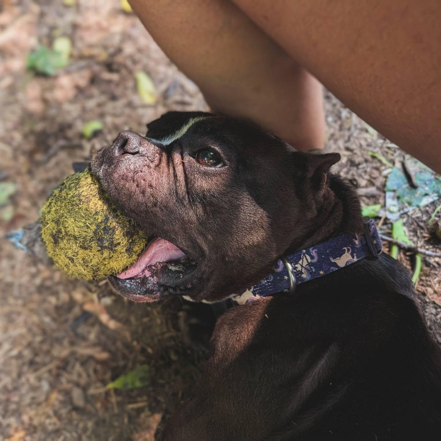 Enlarge Newt, a ADOPTABLE mixed breed in Ontario, NY image 2/3