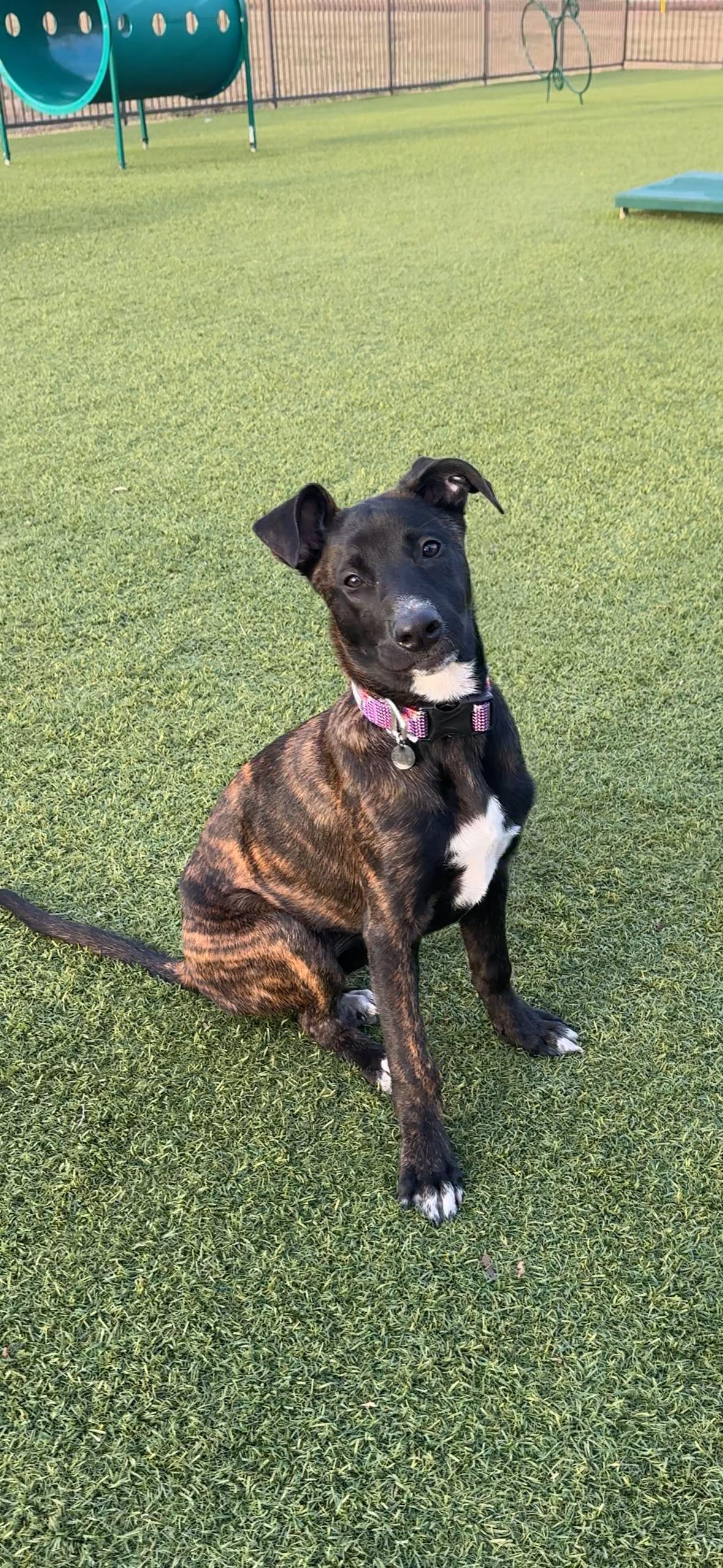 Cranberry, Adopted, Young Female German Shepherd Dog.