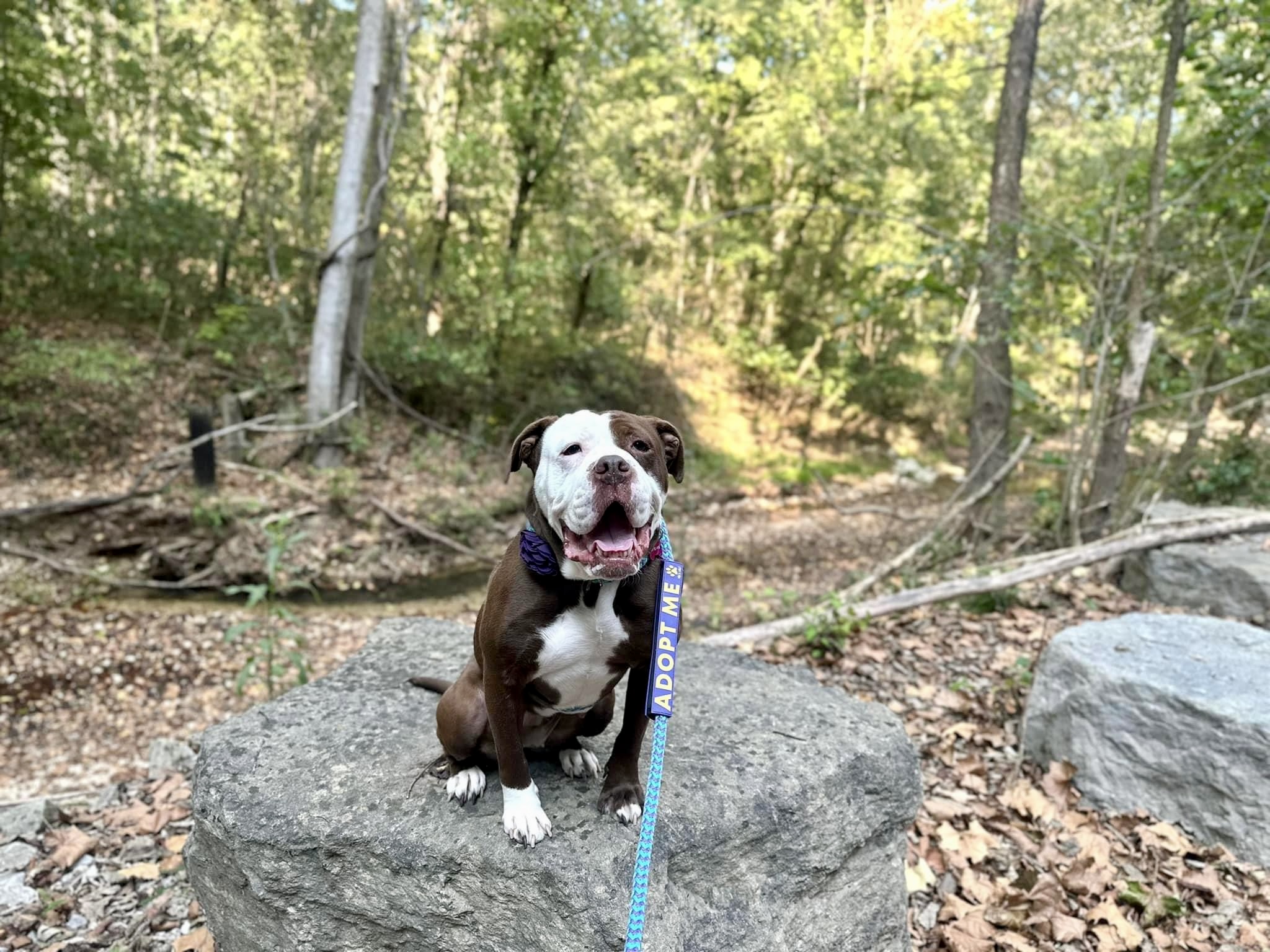 Angel, a Adoptable American Bulldog in Wildwood, MO image 3/6