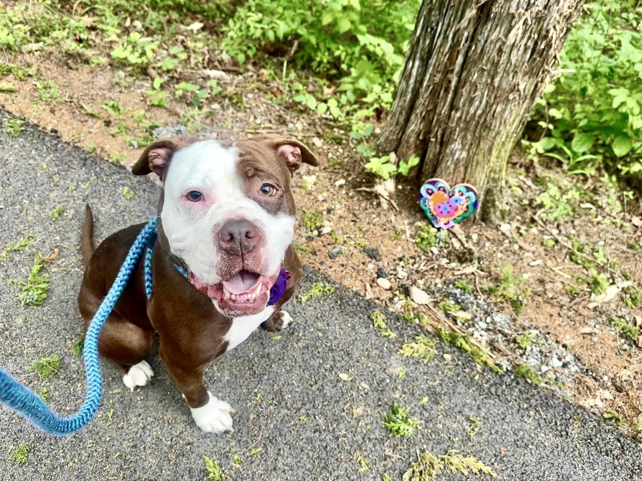 Angel, a Adoptable American Bulldog in Wildwood, MO image 4/6