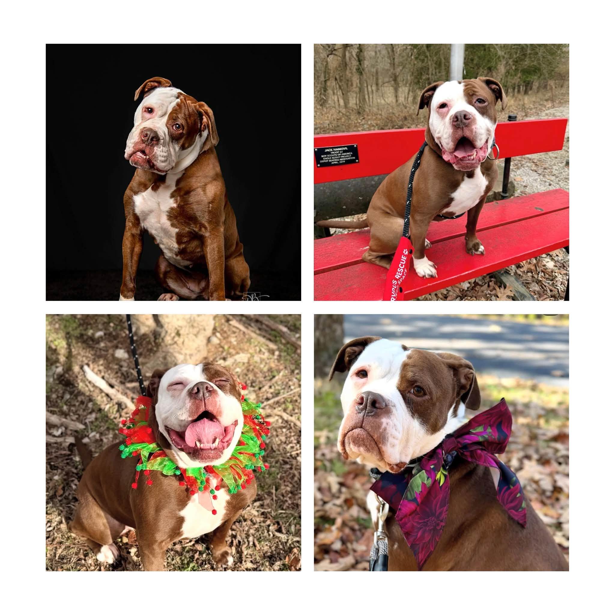 Angel, Adoptable, Adult Female American Bulldog.