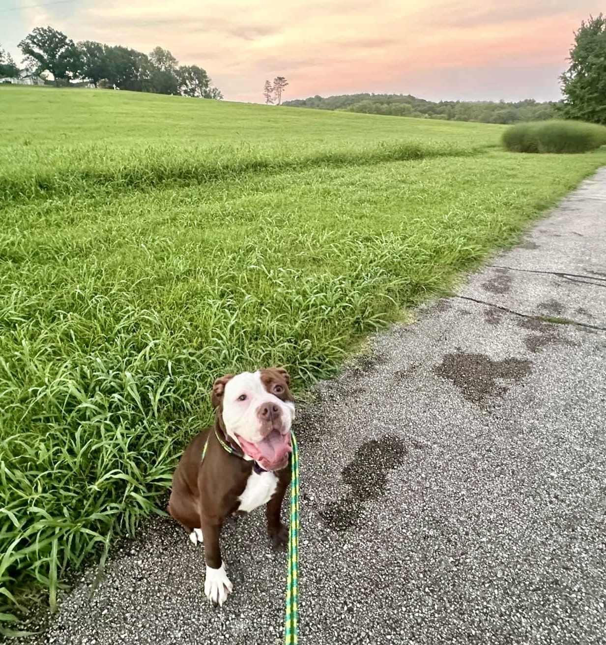 Angel, a Adoptable American Bulldog in Wildwood, MO image 6/6