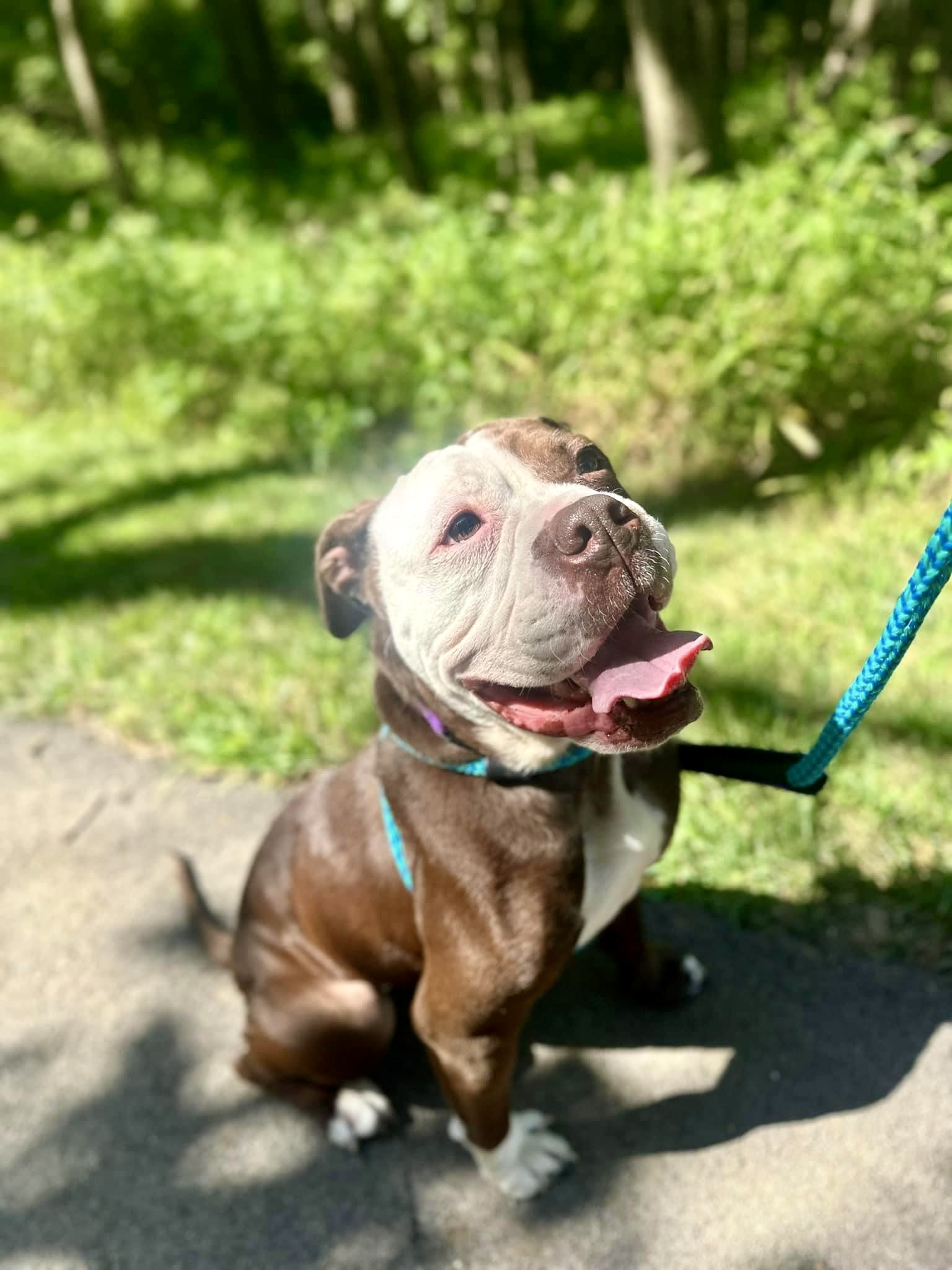 Angel, a Adoptable American Bulldog in Wildwood, MO image 1/6