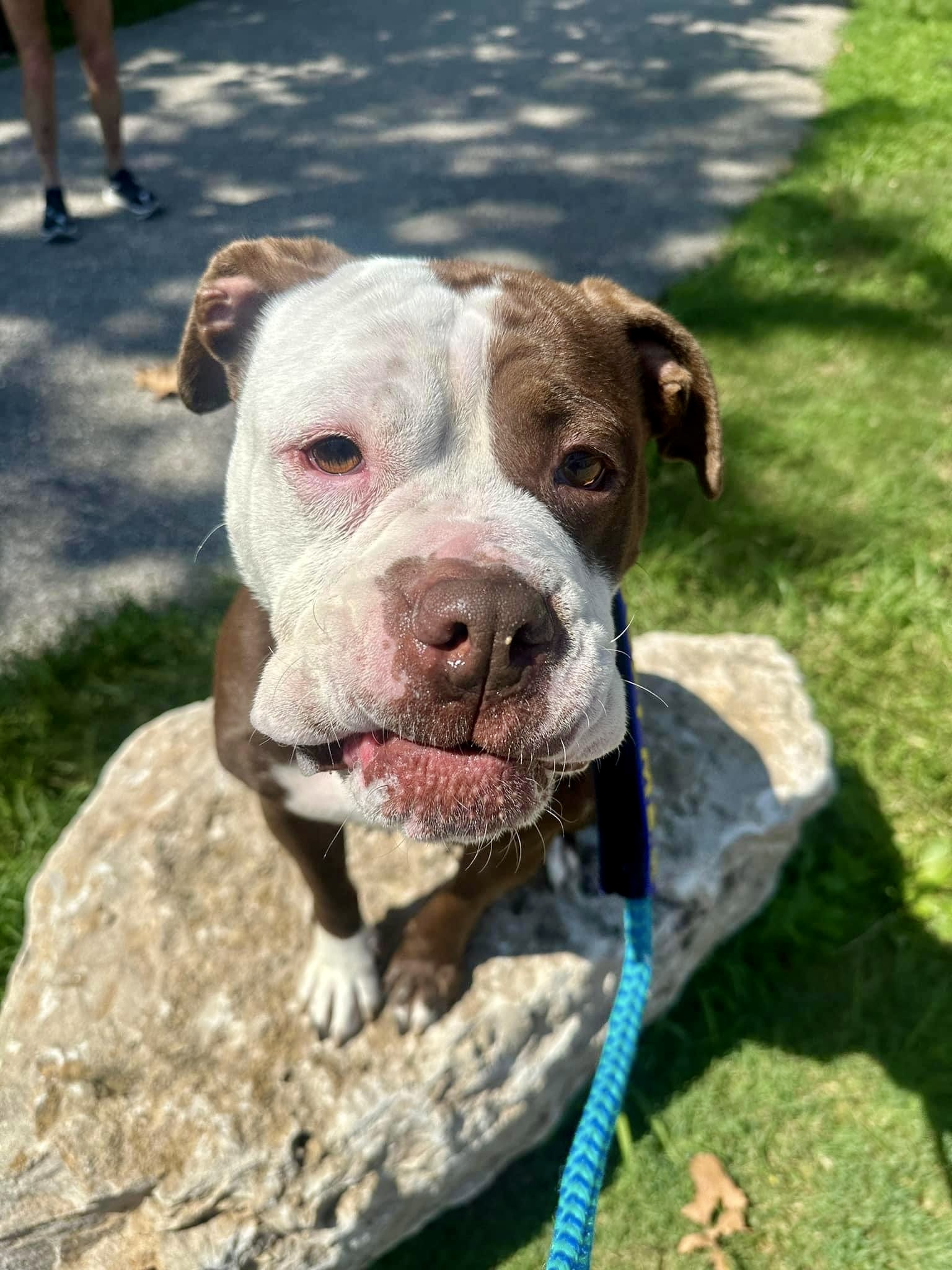 Angel, a Adoptable American Bulldog in Wildwood, MO image 2/6
