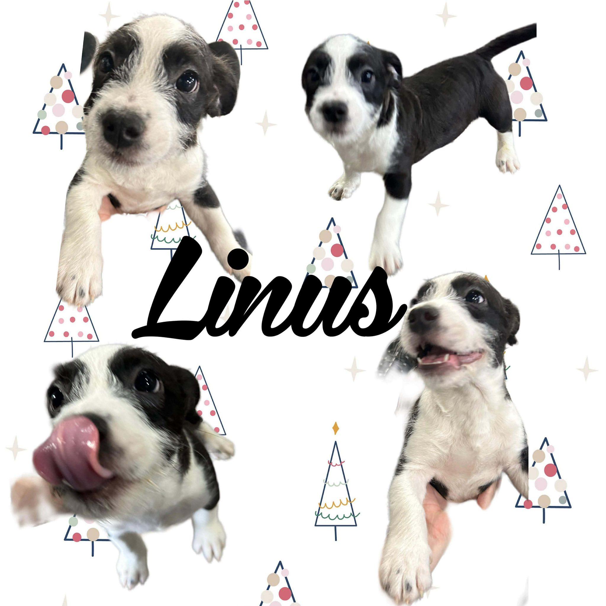 Linus, ADOPTABLE, Puppy Male Shih Tzu.
