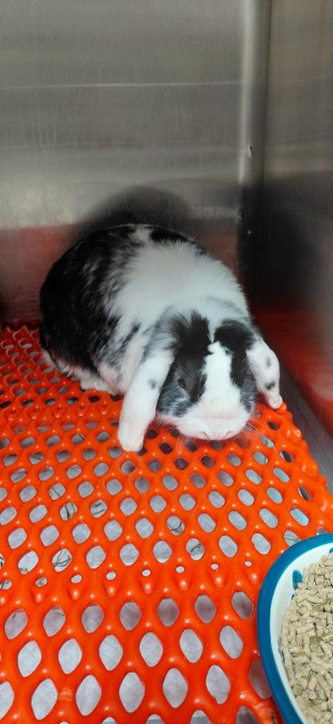 Thistle, Adoptable, Adult Male Lop Eared.