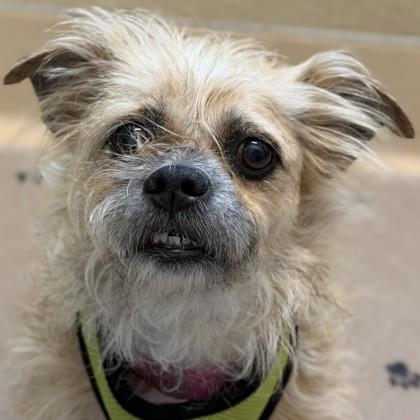Scrunchie, Adoptable, Adult Female Mixed Breed & Mixed Breed.