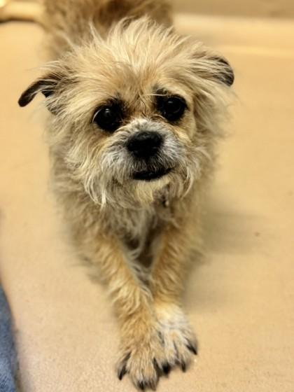 Scrunchie, a Adoptable mixed breed in Pleasanton, CA image 2/3