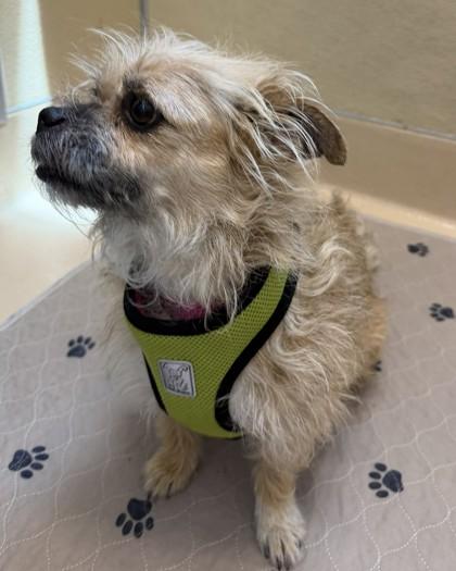 Scrunchie, a Adoptable mixed breed in Pleasanton, CA image 3/3