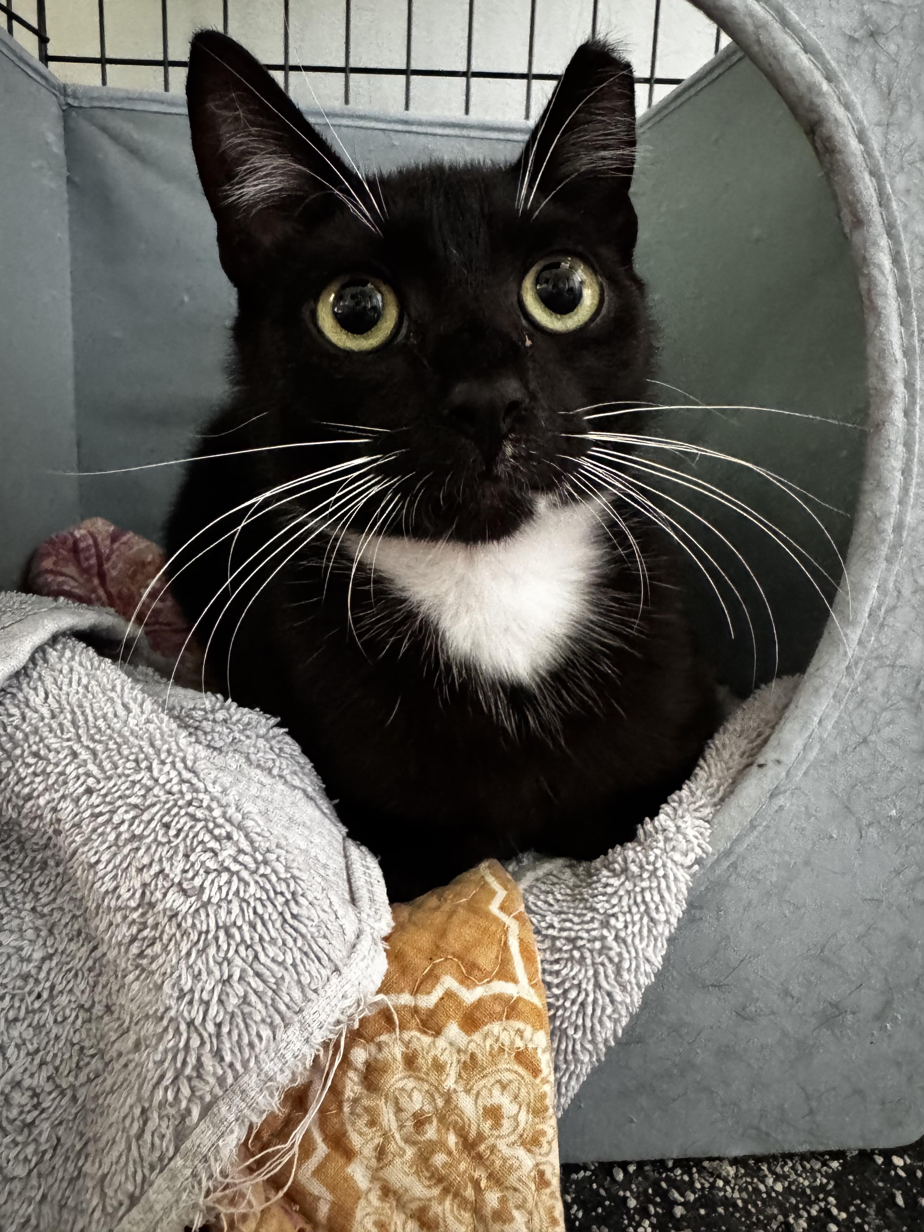 Filo, a Adopted Domestic Short Hair in Wilmington, NC image 2/2