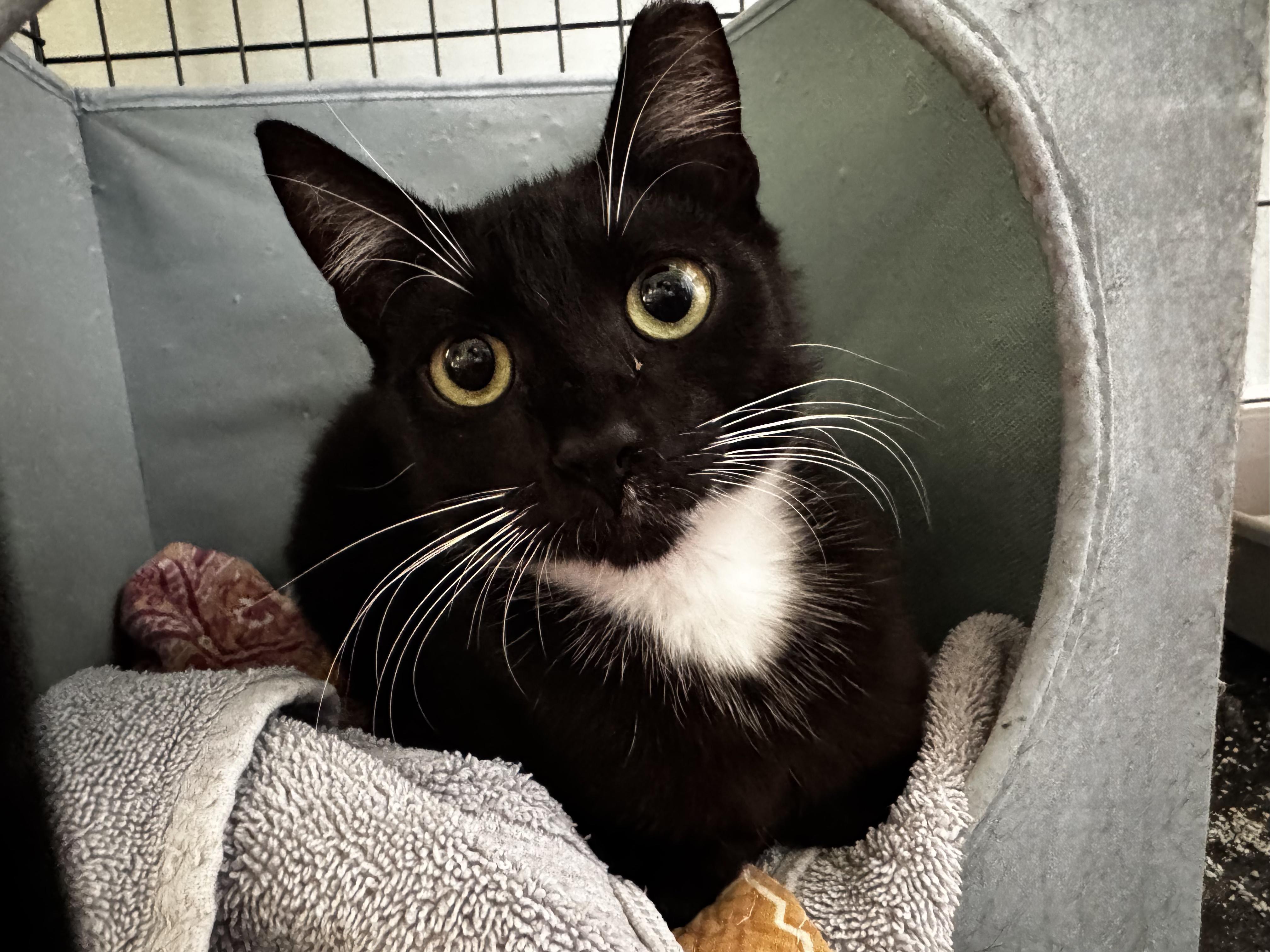 Filo, a Adopted Domestic Short Hair in Wilmington, NC image 1/2