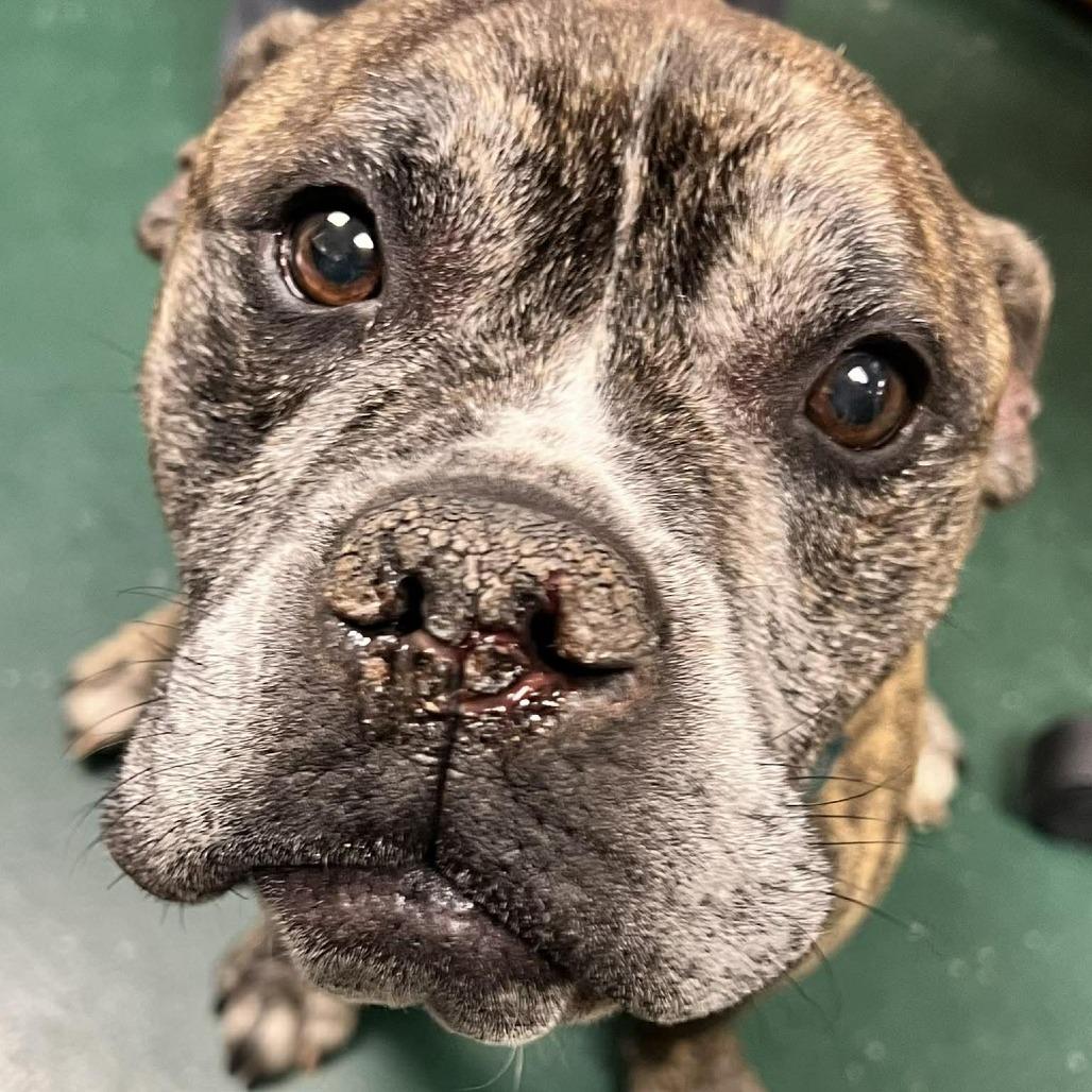 Obie — thumbnail 2