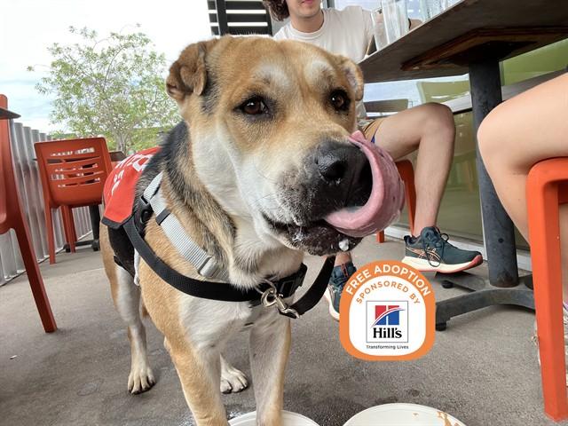 Enlarge CHICO, a Adoptable mixed breed in Phoenix, AZ image 1/1