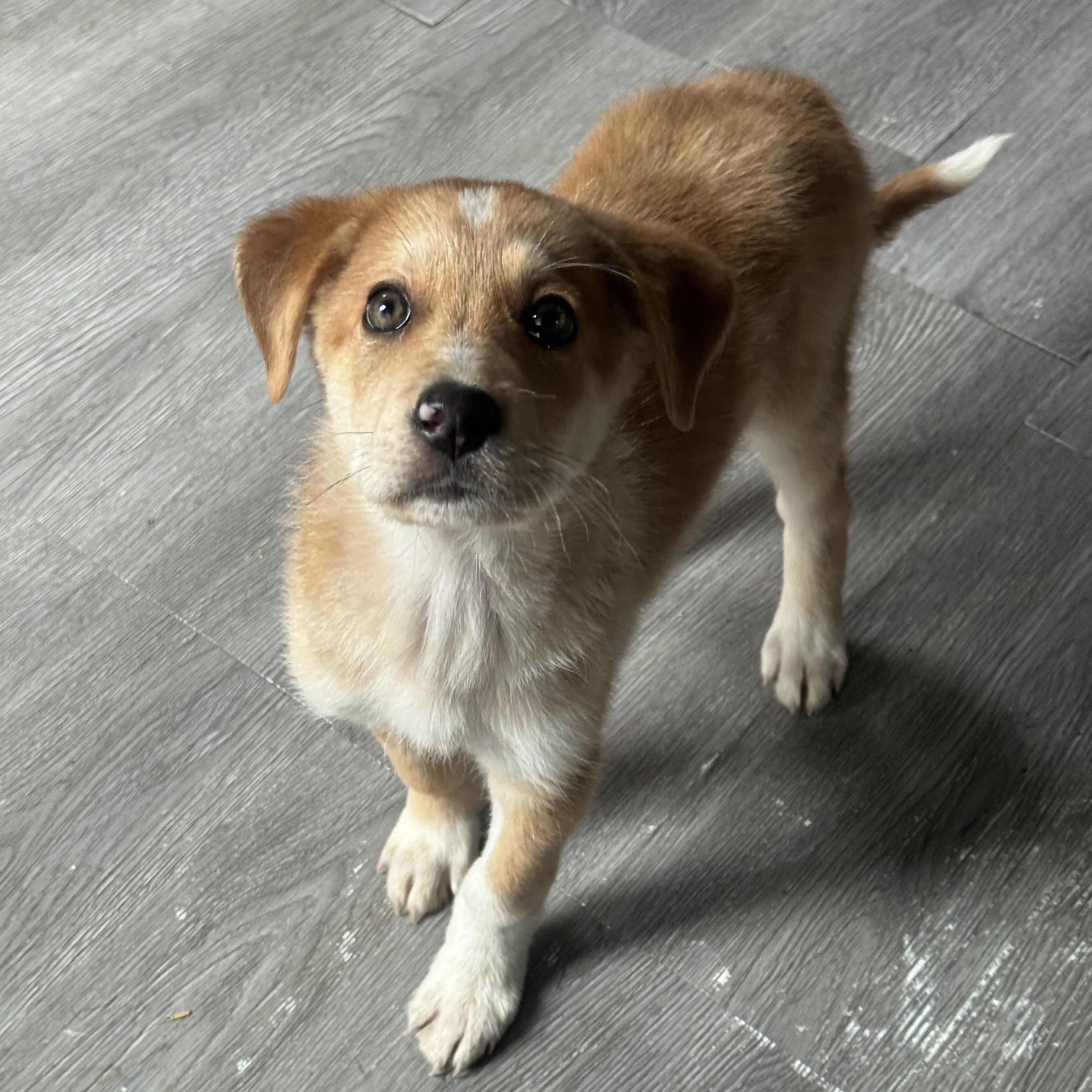 Buzz, a ADOPTABLE Mixed Breed in Fredericksburg, VA image 4/6