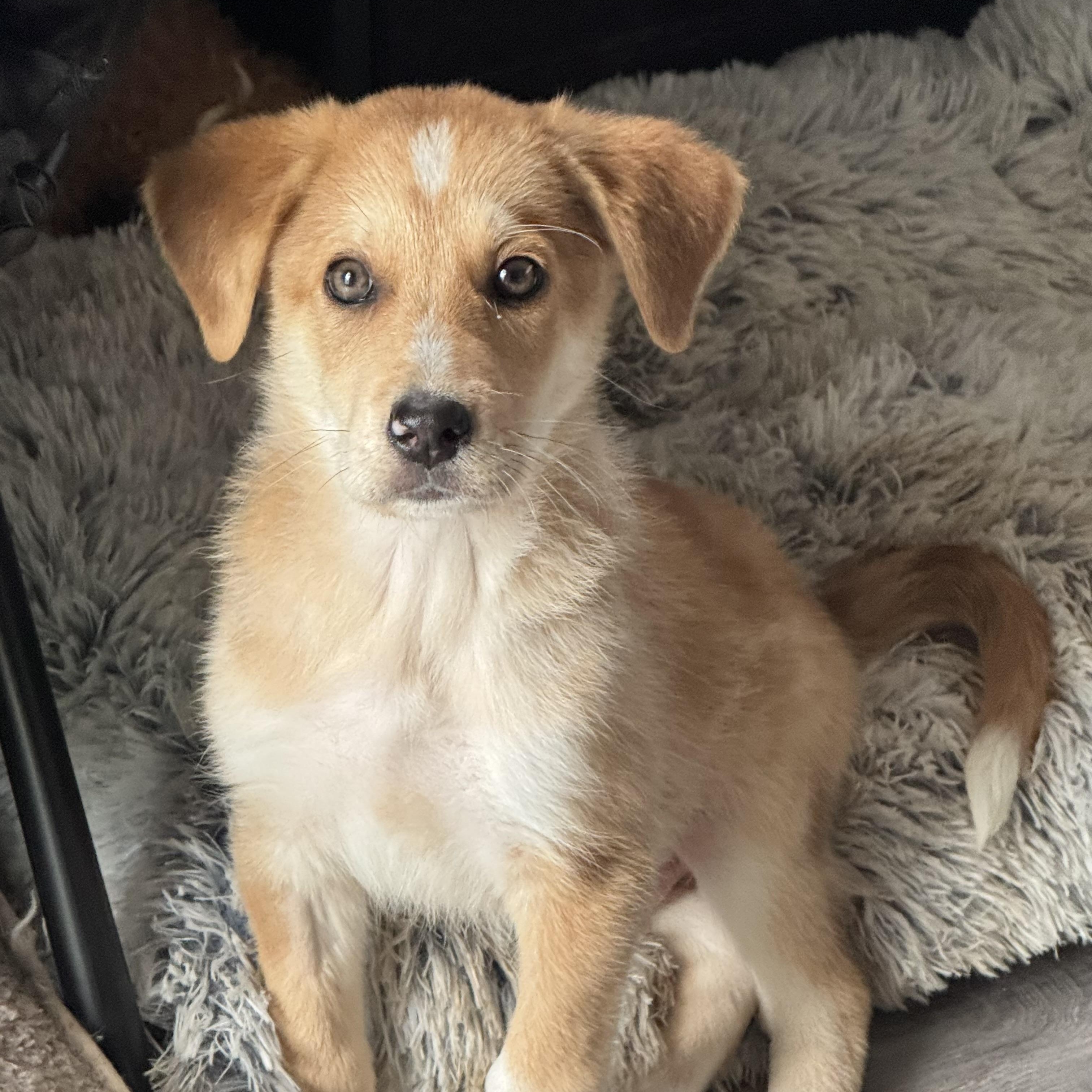 Buzz, a ADOPTABLE Mixed Breed in Fredericksburg, VA image 2/6