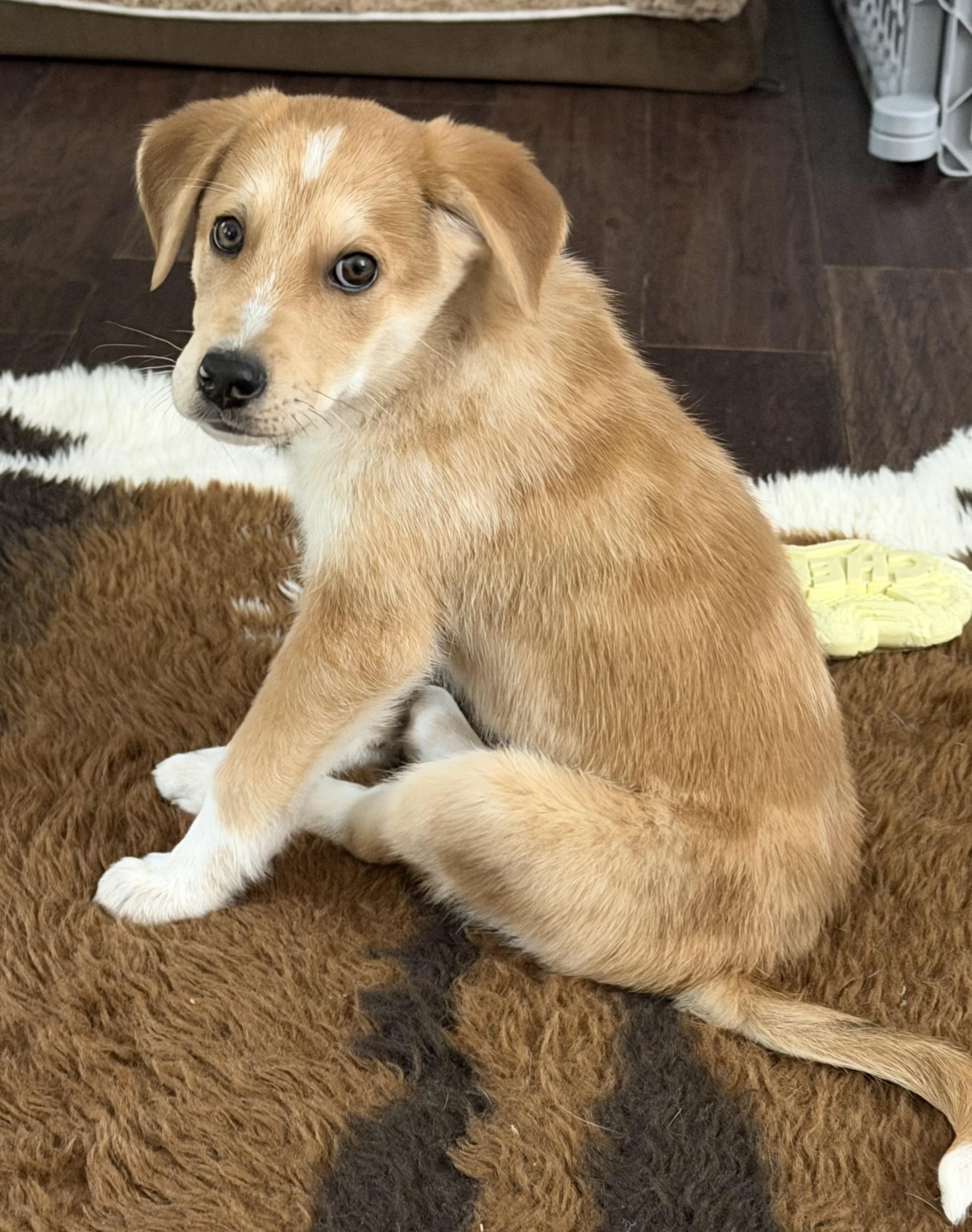 Buzz, ADOPTABLE, Puppy Male Mixed Breed.