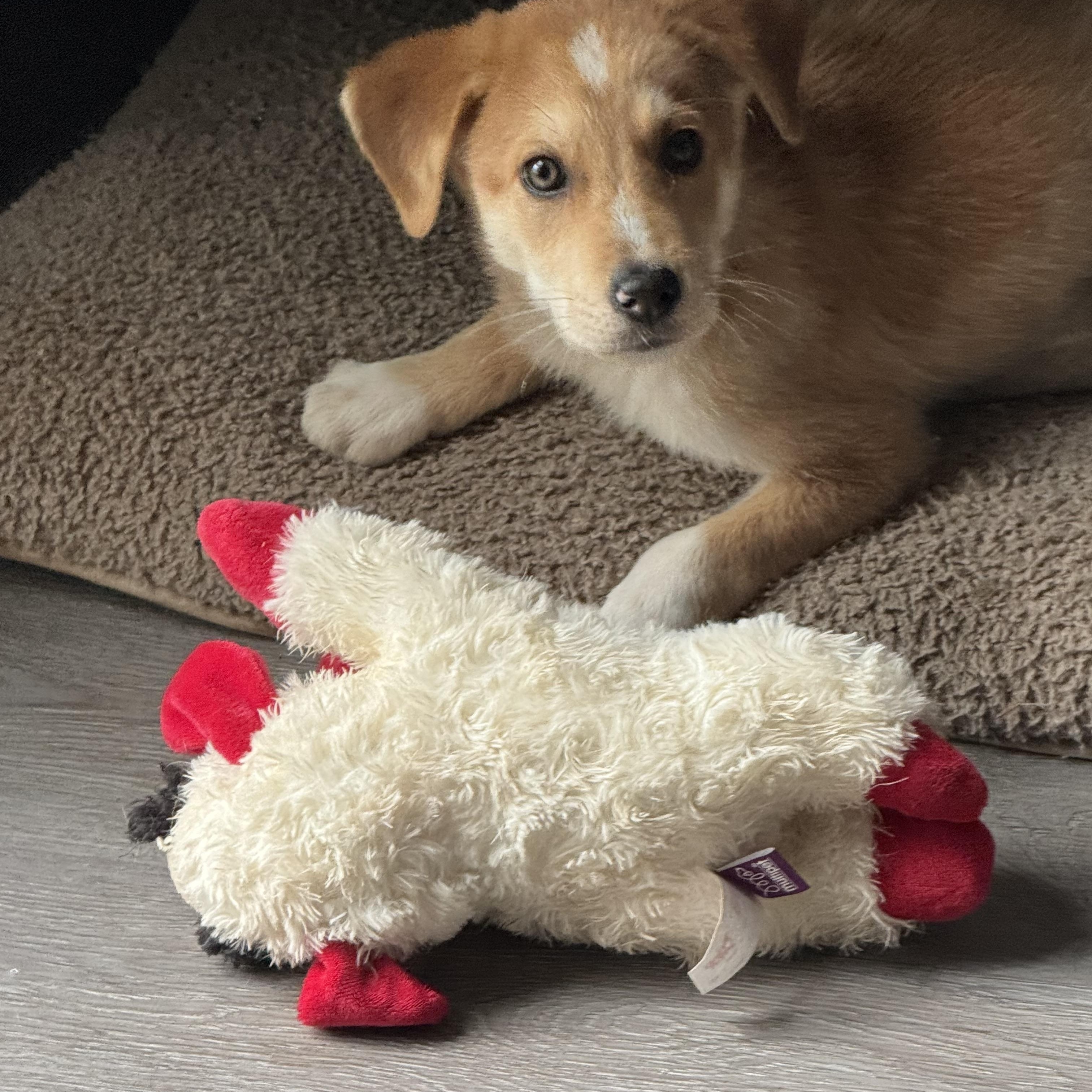 Buzz, a ADOPTABLE Mixed Breed in Fredericksburg, VA image 3/6