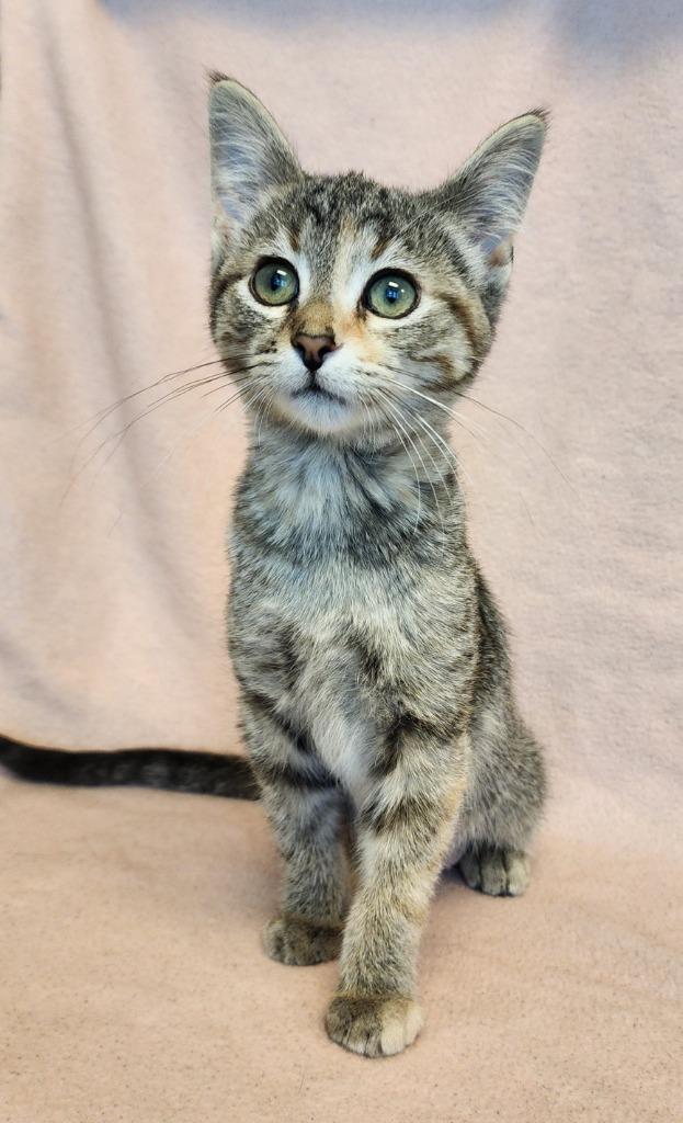 Kit, Adoptable, Kitten Female Domestic Short Hair.