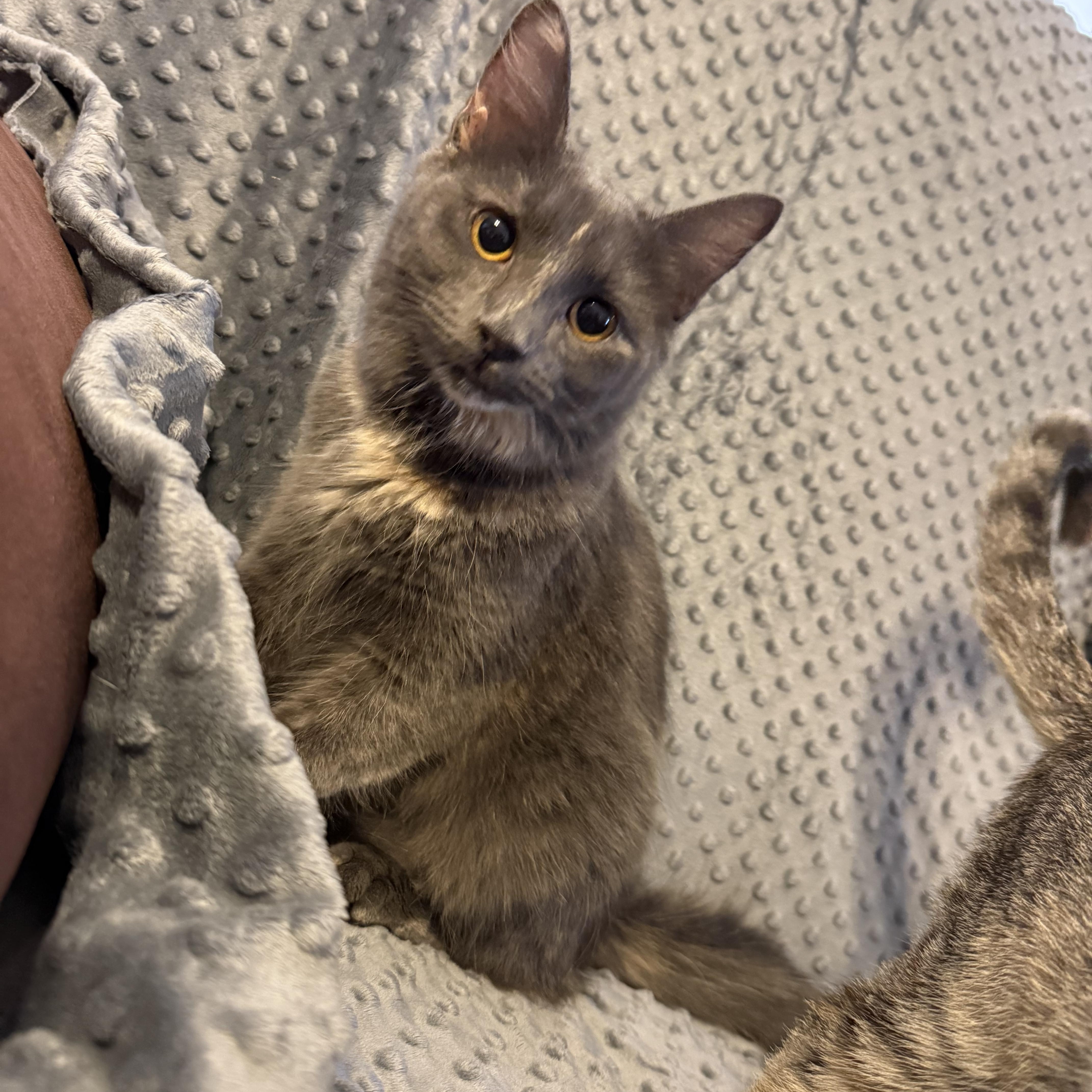 Enlarge Dolores, an adopted mixed breed in Choctaw, OK image 2/4