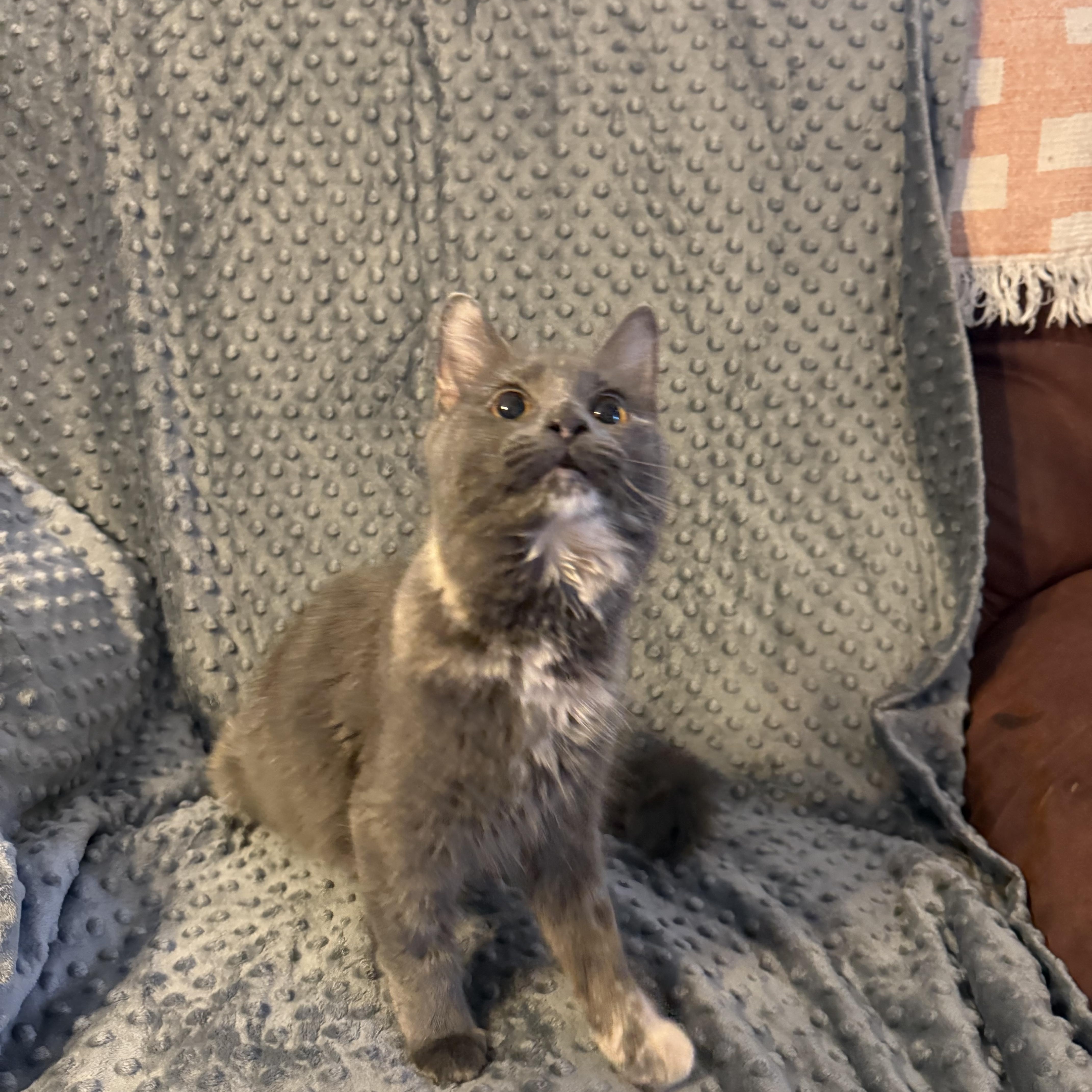 Enlarge Dolores, an adopted mixed breed in Choctaw, OK image 3/4