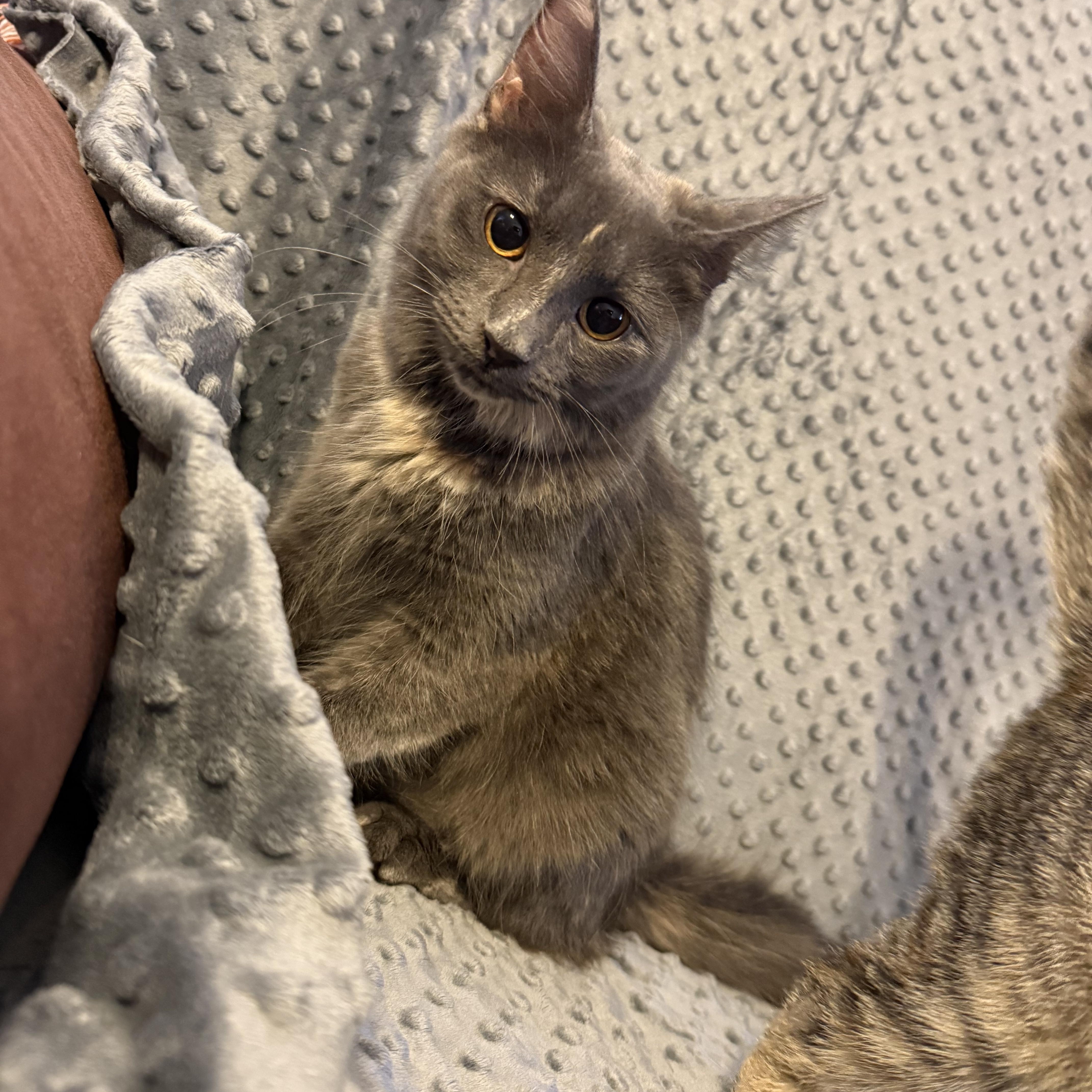 Enlarge Dolores, an adopted mixed breed in Choctaw, OK image 4/4