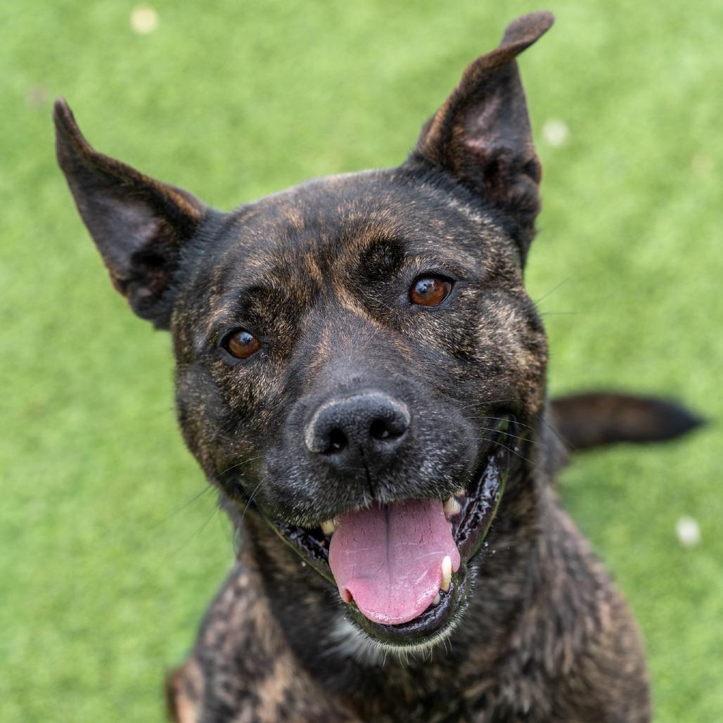 Enlarge Dexter, a Adoptable mixed breed in Gainesville, GA image 1/3