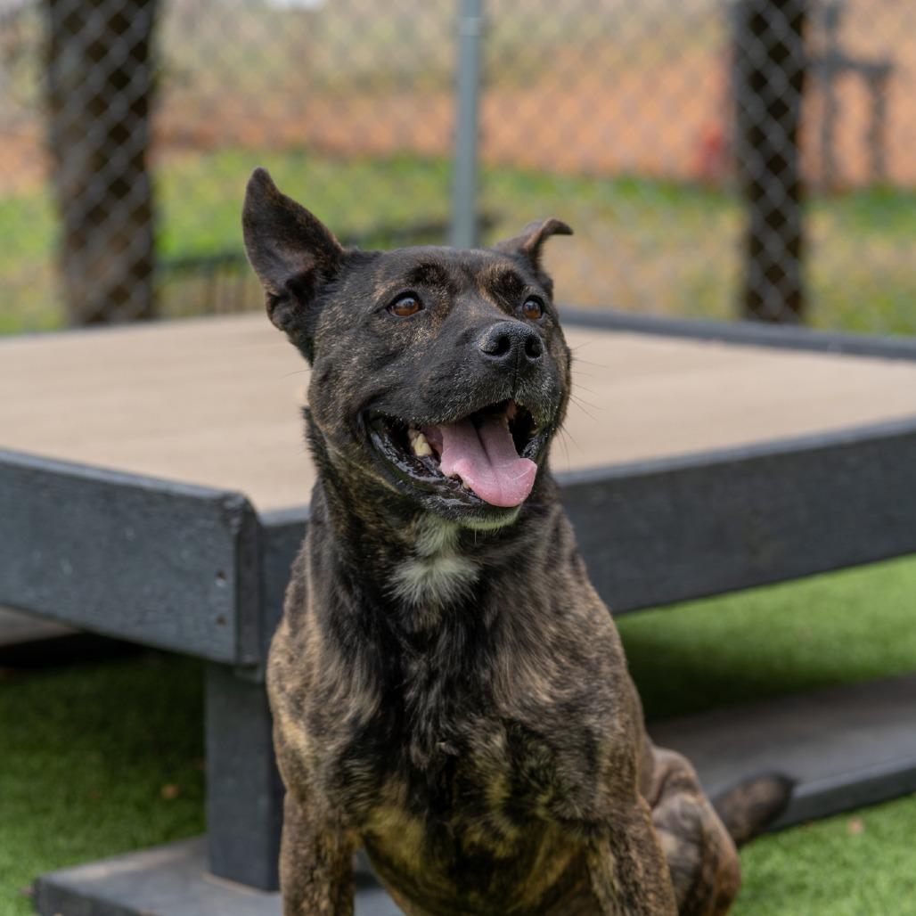 Enlarge Dexter, a Adoptable mixed breed in Gainesville, GA image 2/3